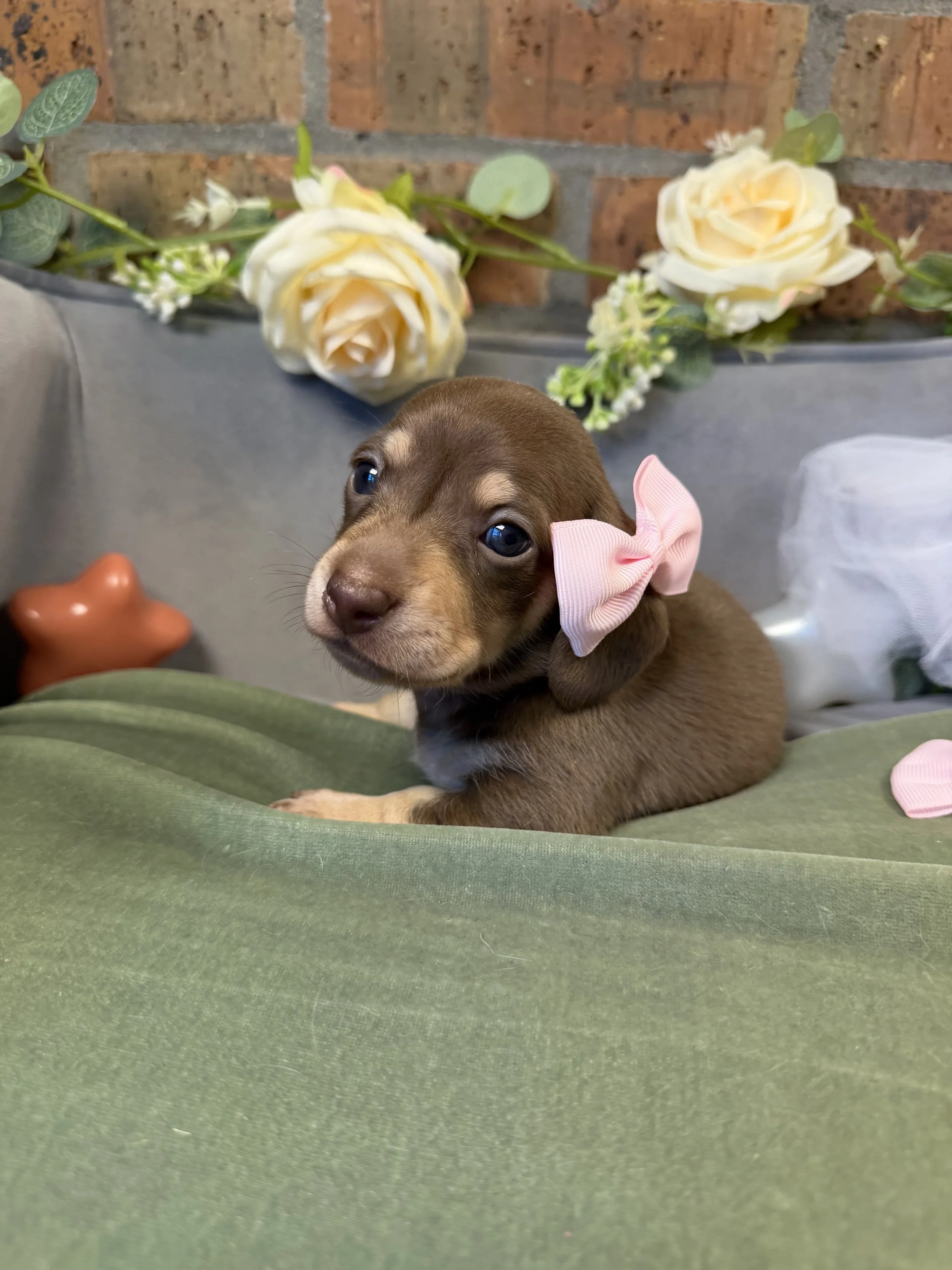Shorthair chocolate and cream female miniature dachshund puppy