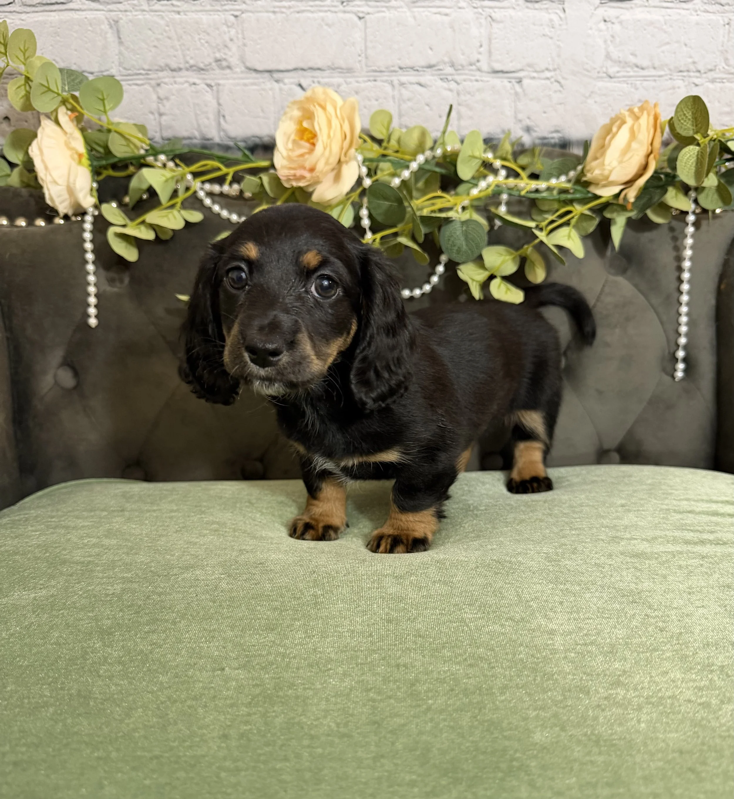 Longhair black and tan female miniature dachshund puppy