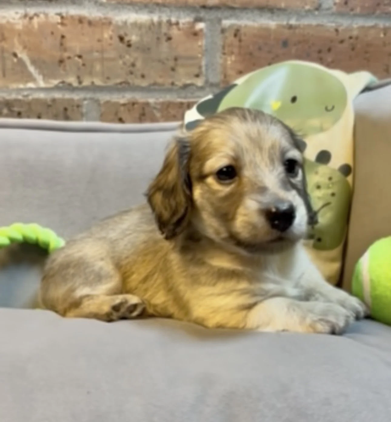 Young puppy lying on a couch next to a green plush toy and a pillow with a crocodile design, against a brick wall background.