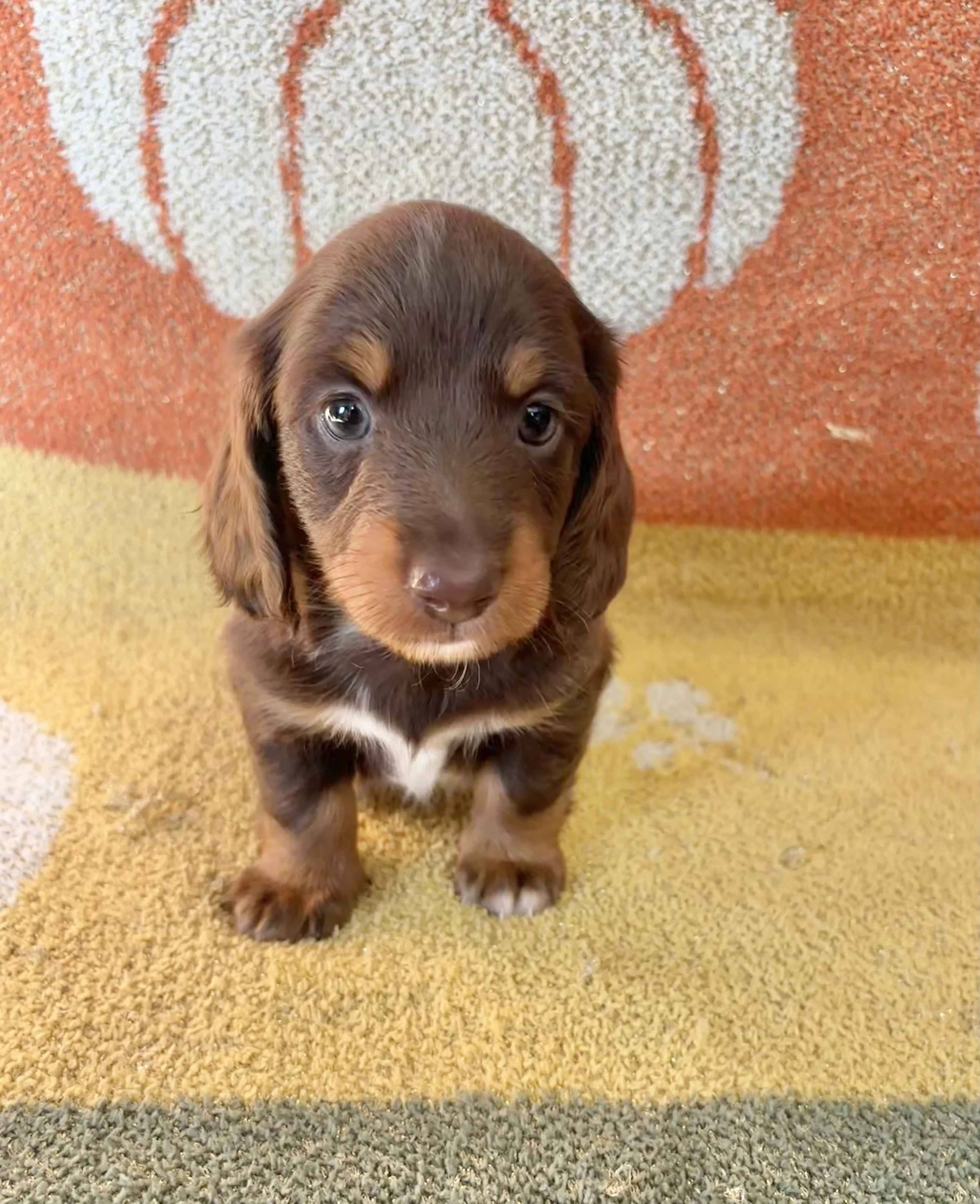 A cute brown and tan Dachshund puppy sitting on a multicolored carpet.