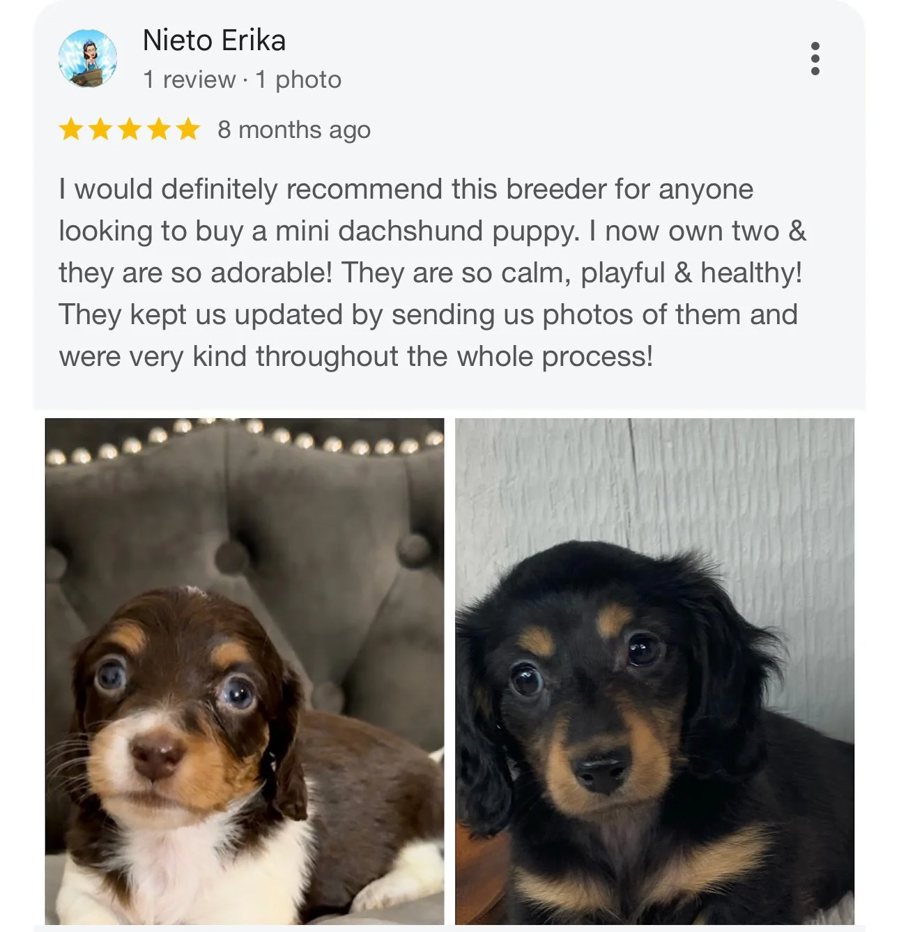 Two adorable dachshund puppies, one with a brown and white coat and blue eyes, the other with a black and tan coat, sitting indoors.