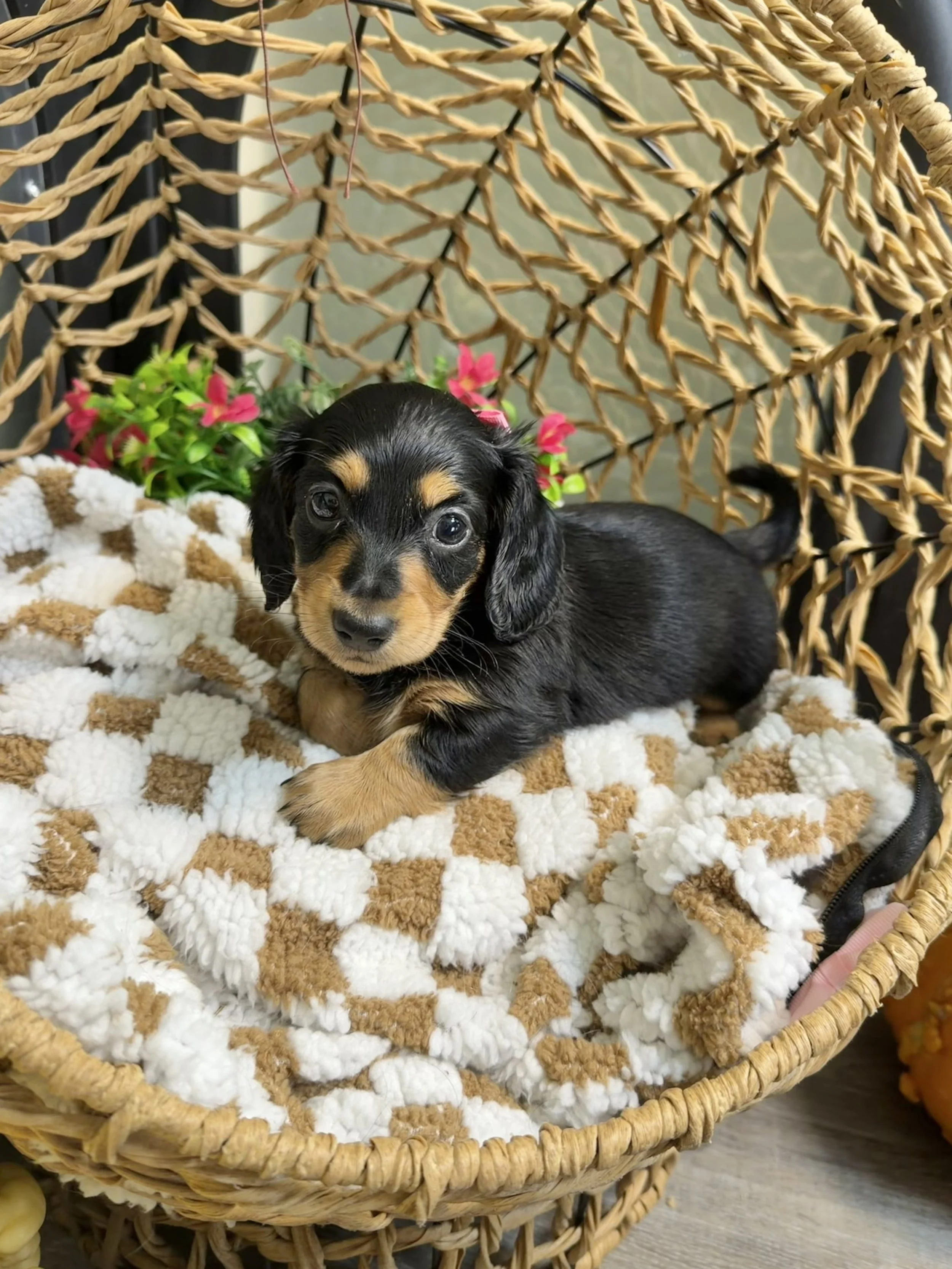 Longhair black and tan miniature dachshund puppy, bred by Wildflower Dachshunds in Water Valley, Mississippi