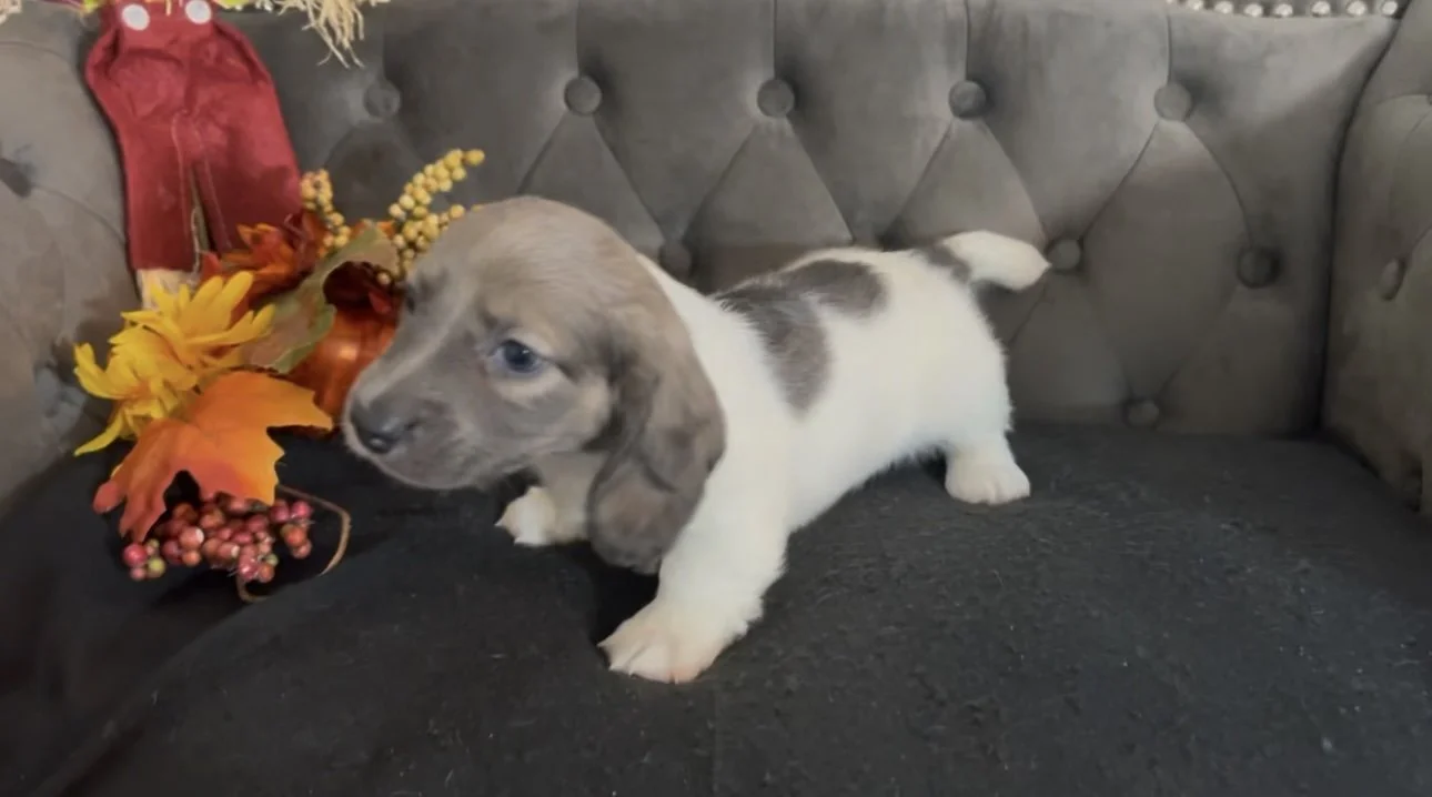 A small puppy with white fur and gray patches on its back and head, standing on a black surface in front of a tufted gray sofa with a colorful autumn-themed arrangement beside it.
