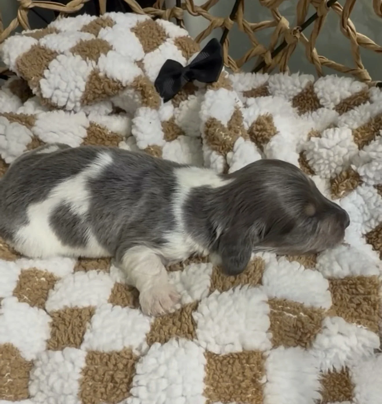 Longhair blue and cream piebald miniature dachshund puppy, bred by Wildflower Dachshunds in Water Valley, Mississippi