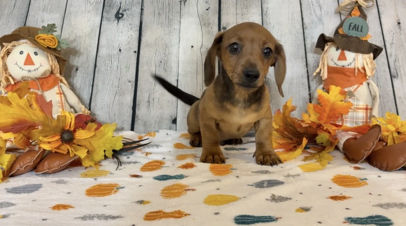 Shorthair red miniature dachshund puppy, bred by Wildflower Dachshunds in Water Valley, Mississippi