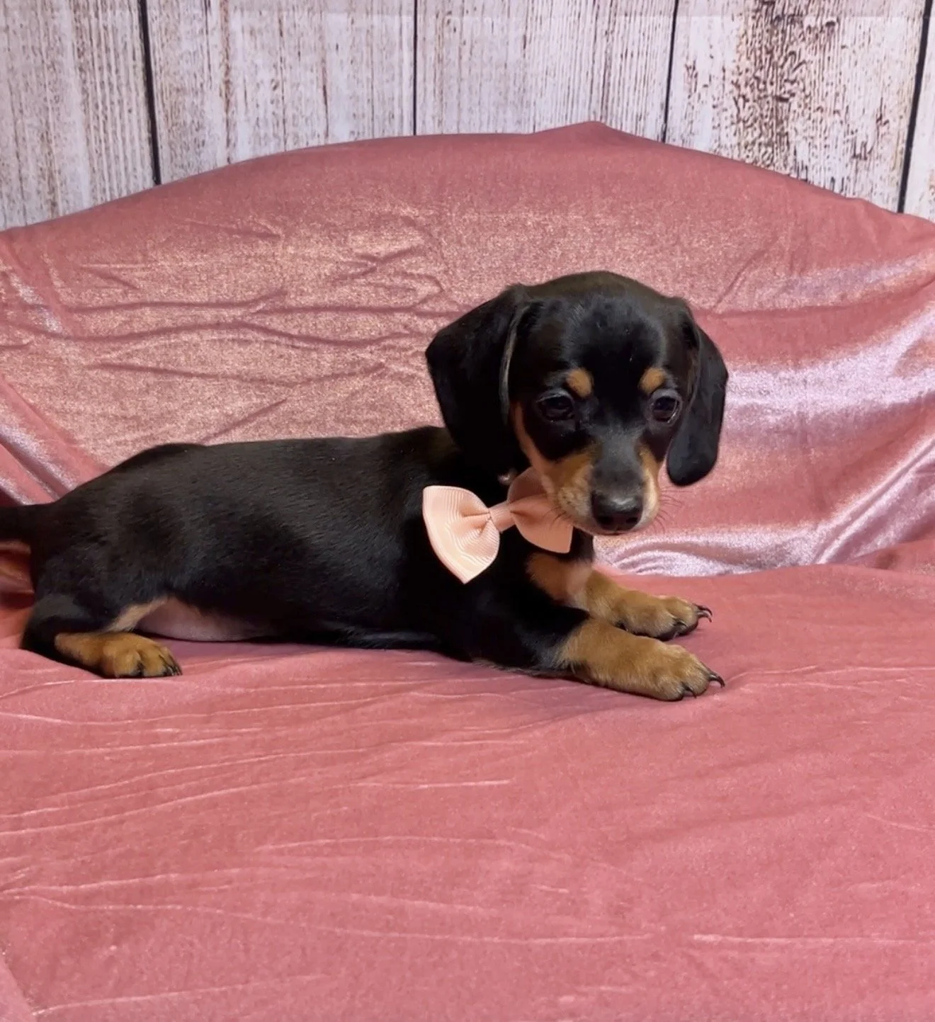 Shorthair black and tan miniature dachshund puppy, bred by Wildflower Dachshunds in Water Valley, Mississippi