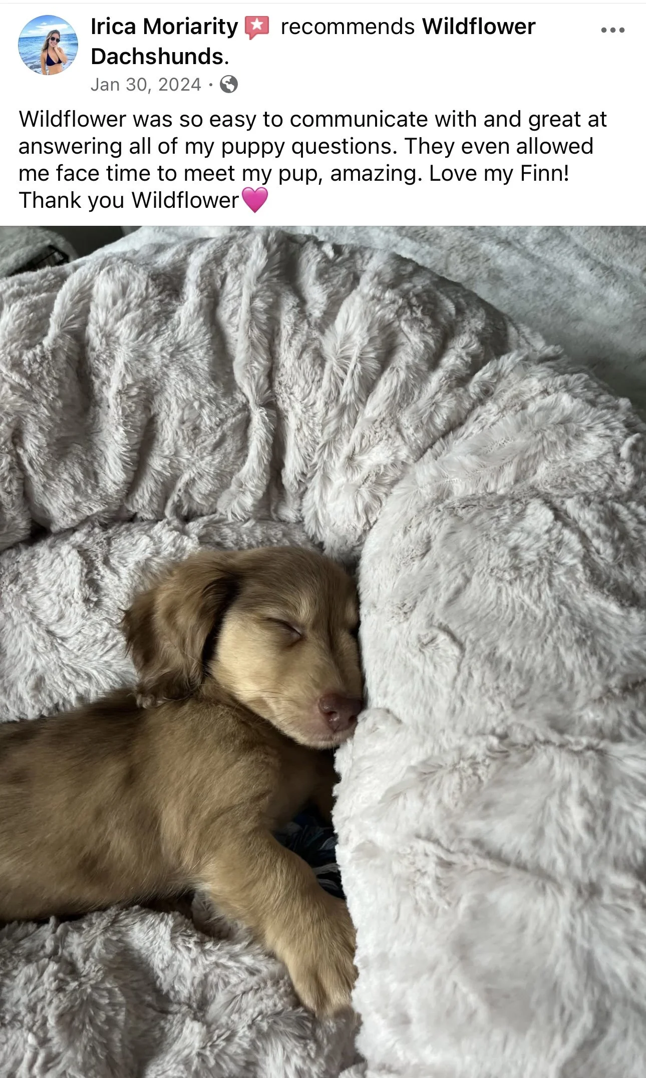 Adorable brown puppy sleeping peacefully on a soft, plush gray blanket.