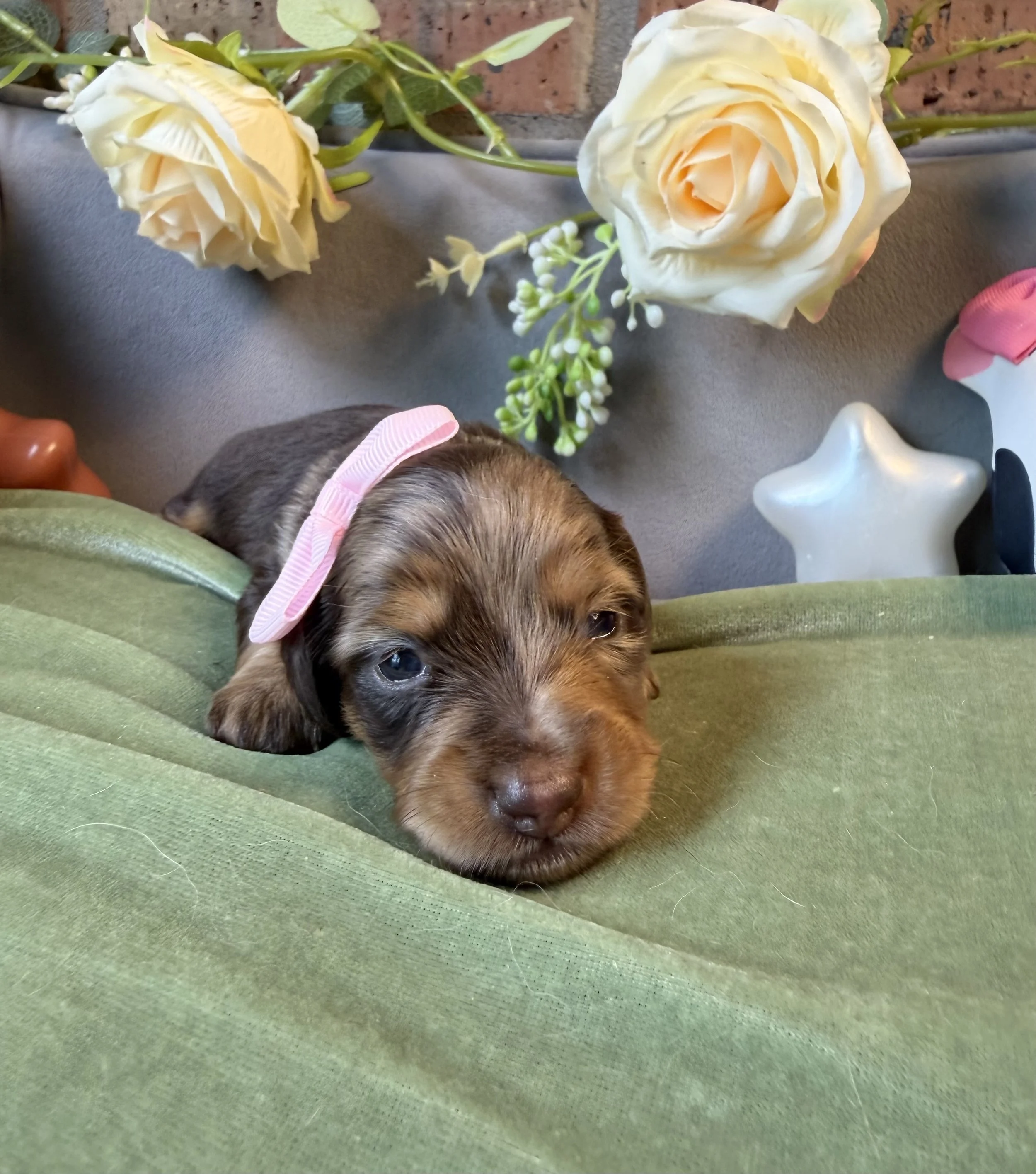 Longhair chocolate and cream dapple female miniature dachshund puppy