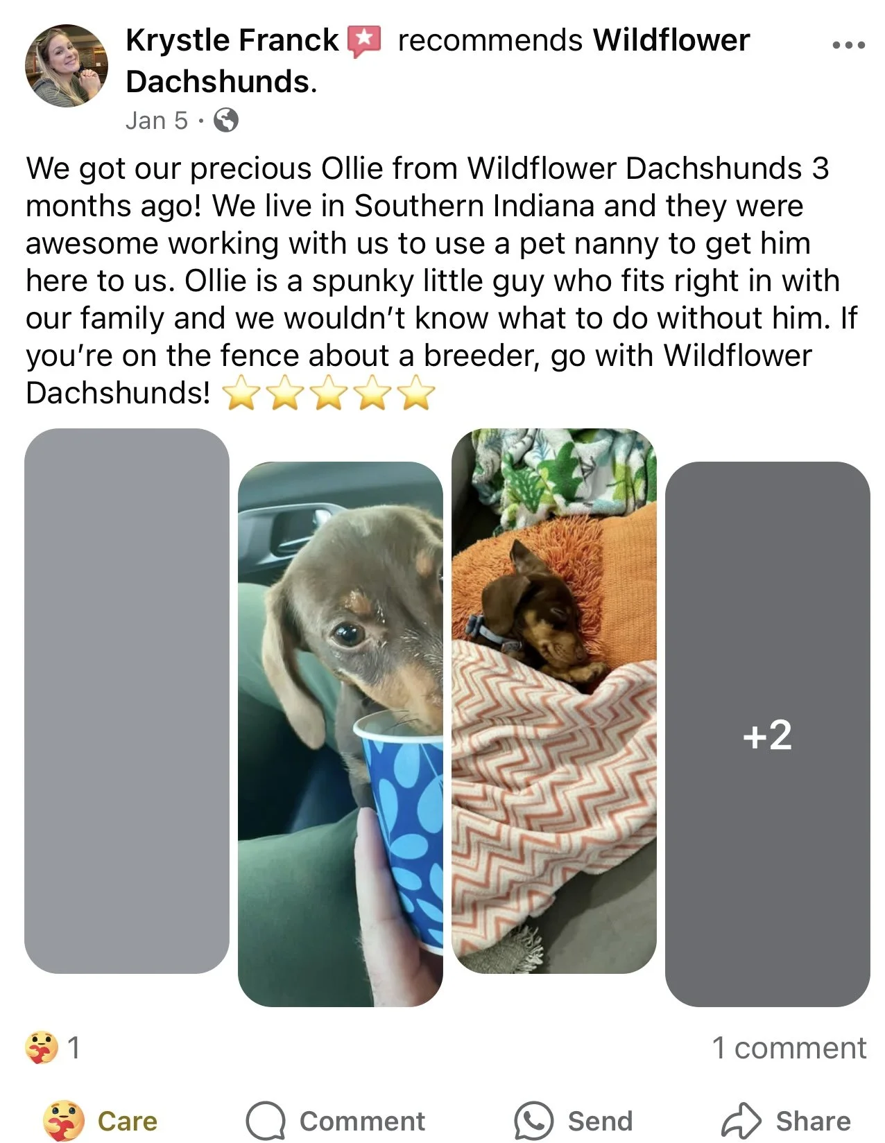 Two photos of a small brown dachshund puppy. In the first photo, the puppy is drinking from a blue paper cup inside a car. In the second photo, the puppy is sleeping on a blanket with a green, white, and blue patterned background.