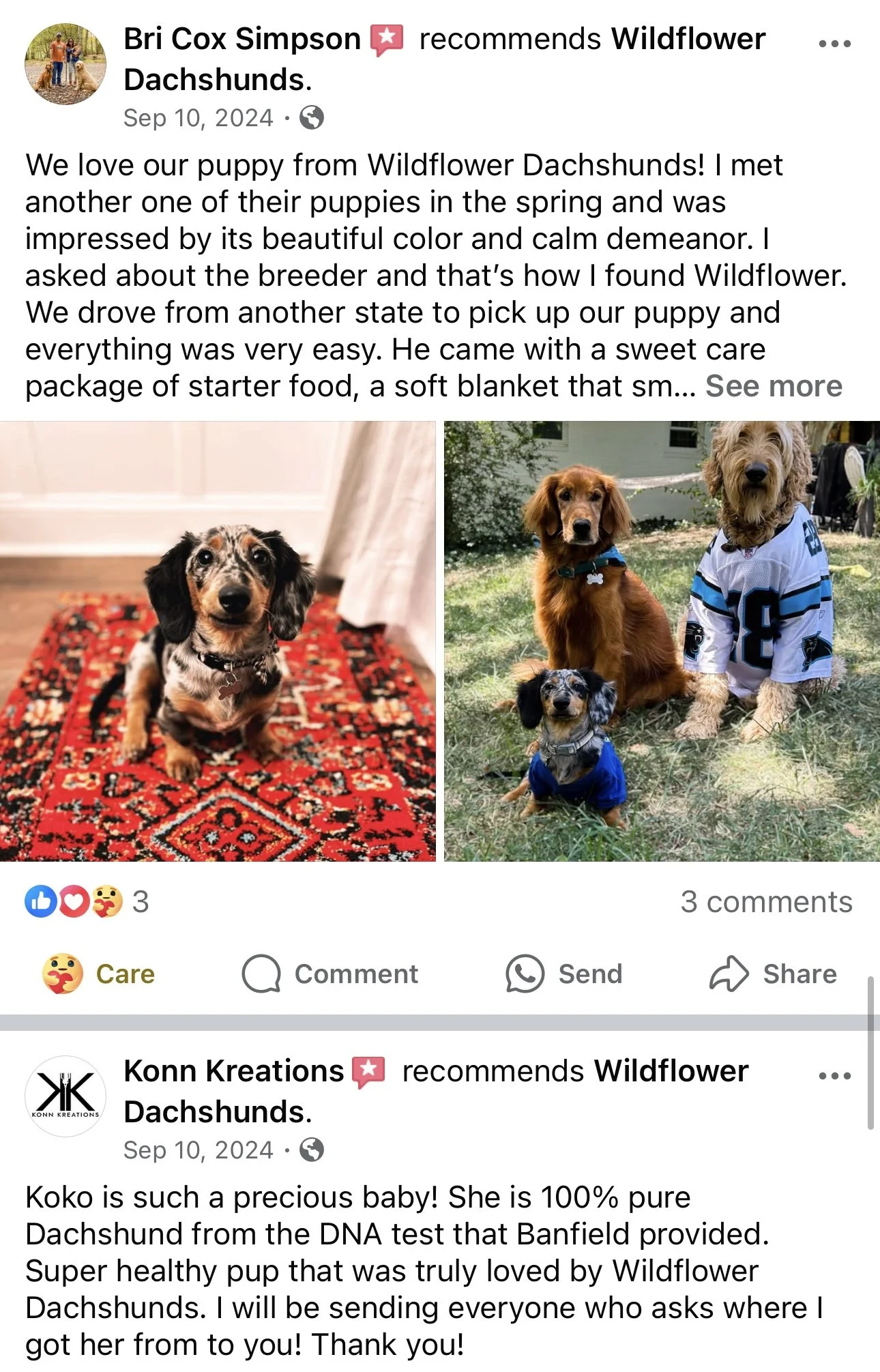 Two photos of dachshunds, one sitting on a red patterned rug and the other with two other dachshunds outdoors, one in a sports jersey.