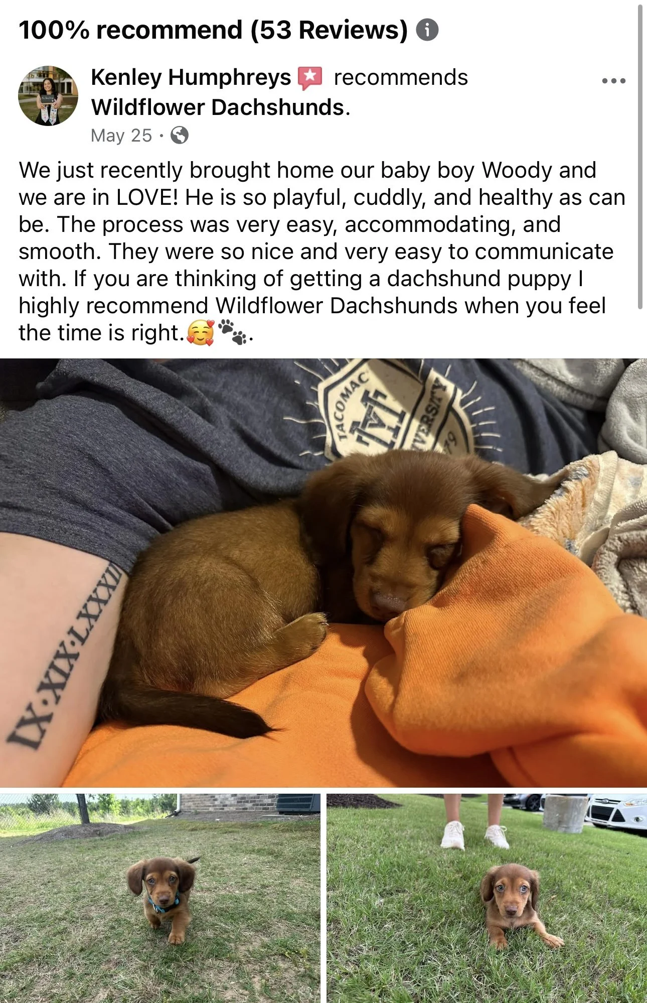 Three photos of a small brown dachshund puppy. The first shows the puppy sleeping on a person's lap with an orange blanket. The second shows the puppy walking on grass, wearing a blue collar. The third shows the puppy lying on grass with a person sta