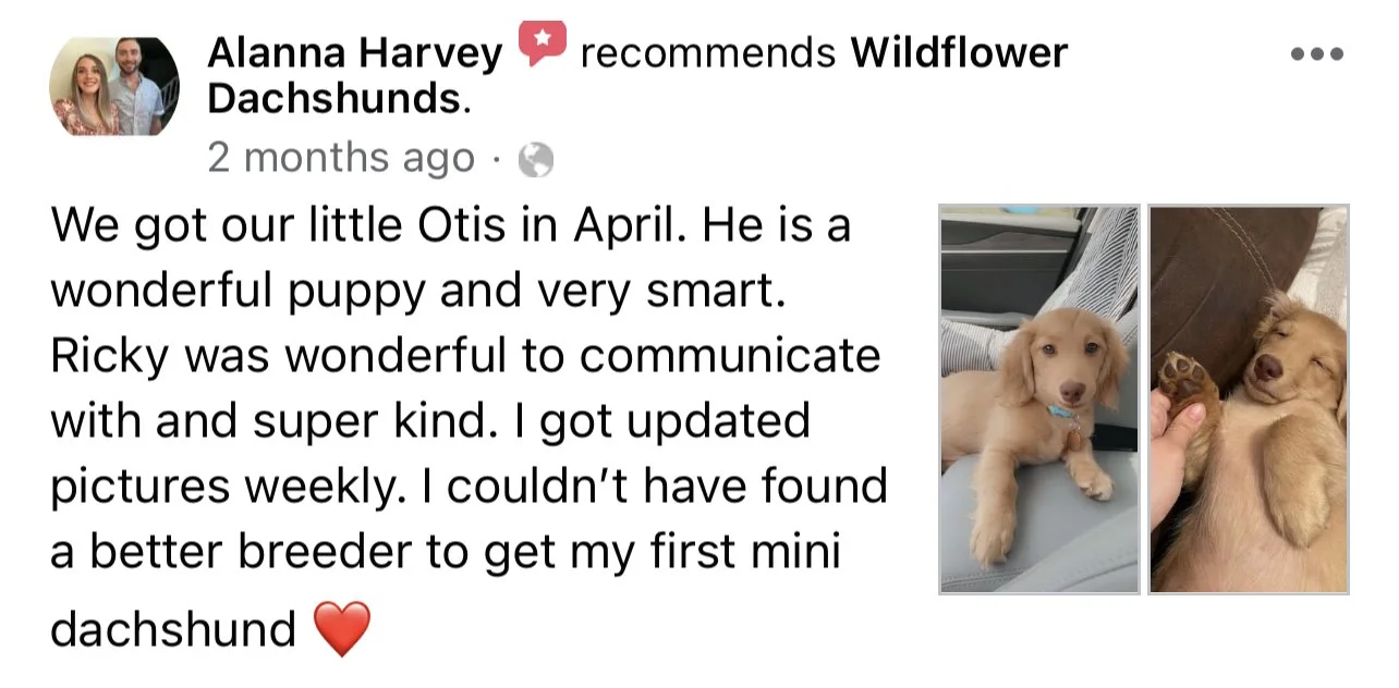 Photo of an adorable golden retriever puppy, Otis, sitting on a person's lap on the left and lying on a couch on the right, holding a paw with a hand.