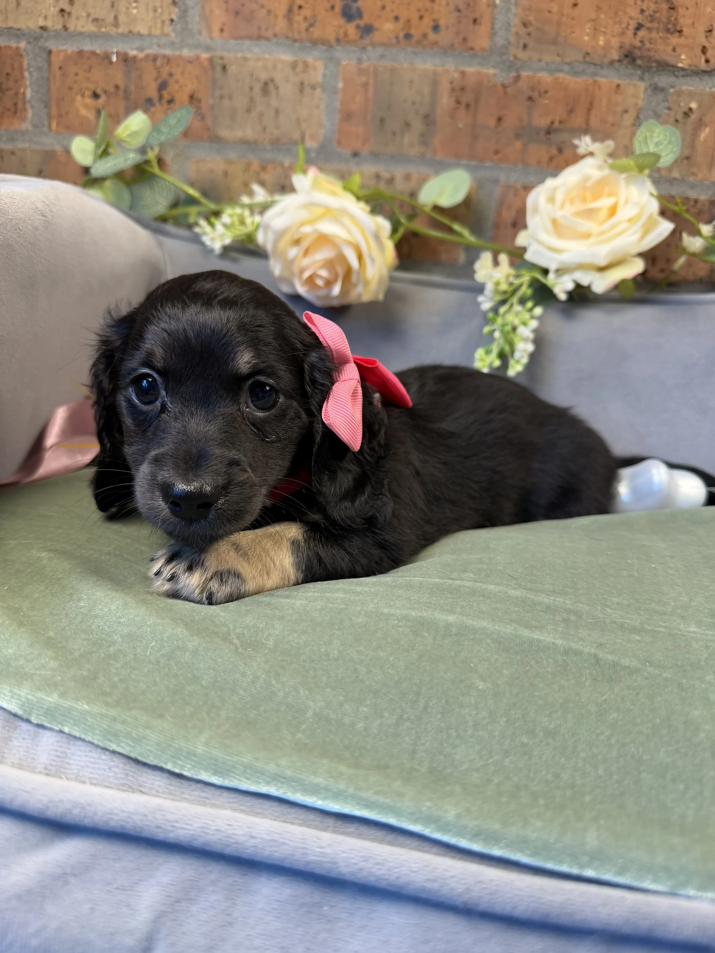 Longhair black and cream female miniature dachshund puppy