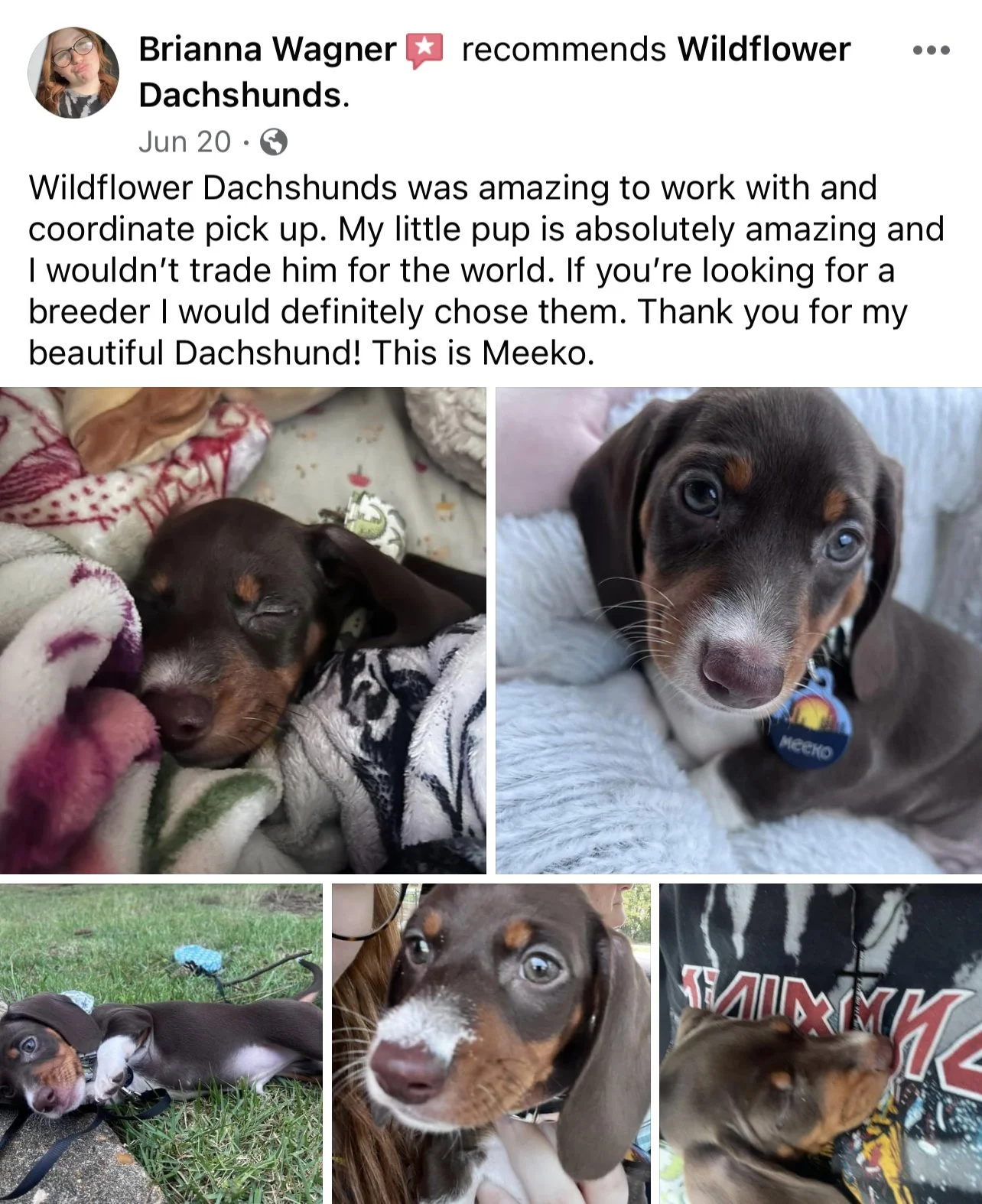 Collage of five photos of a brown and tan Dachshund puppy named Meeko, showing him sleeping, sitting on a blanket, lying on the grass, and playing with a person.