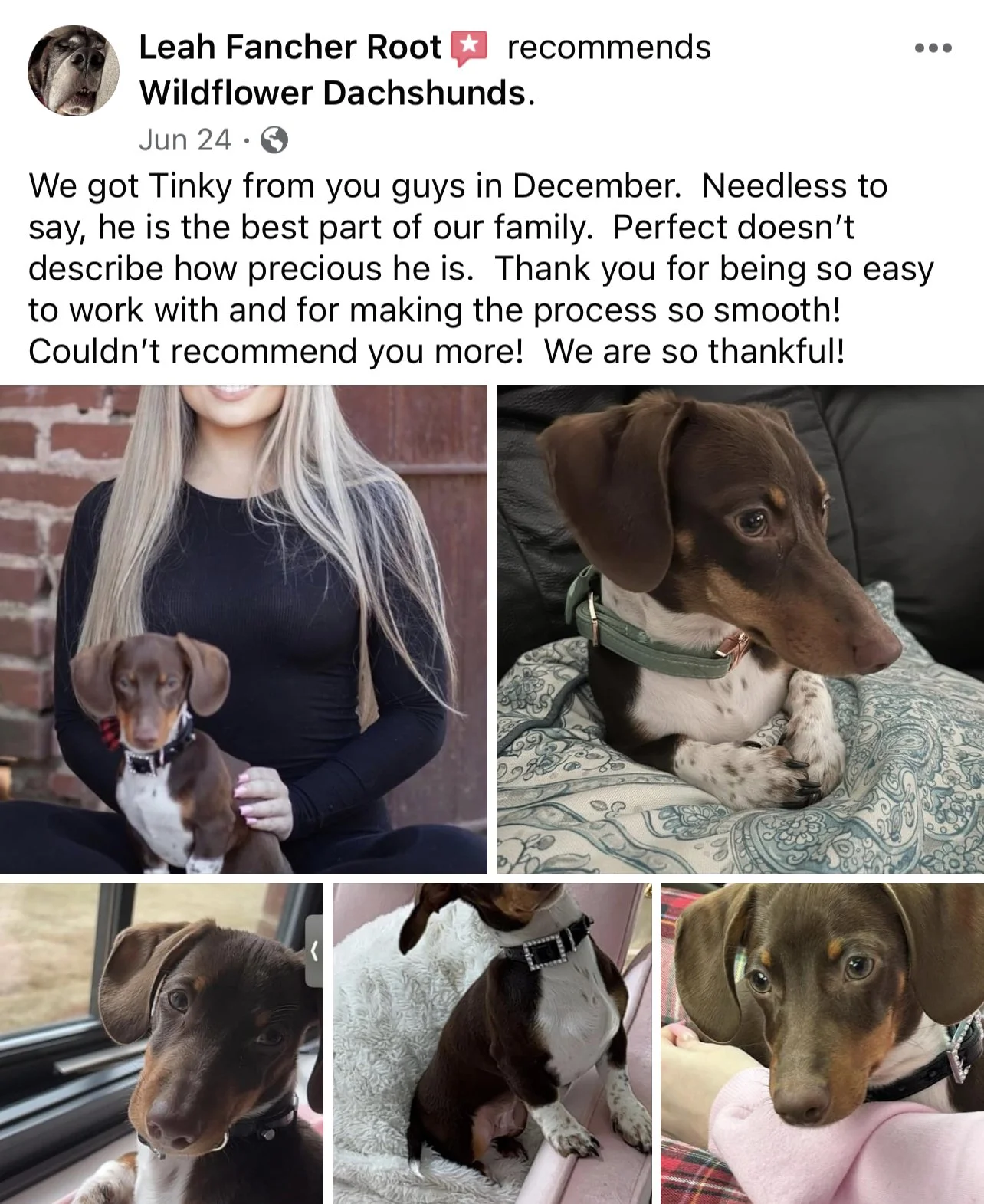Collage of five photos of a brown and white Dachshund puppy with floppy ears in various settings including sitting on a person's lap, lying on a blanket, and looking out a window, accompanied by a woman in some images.