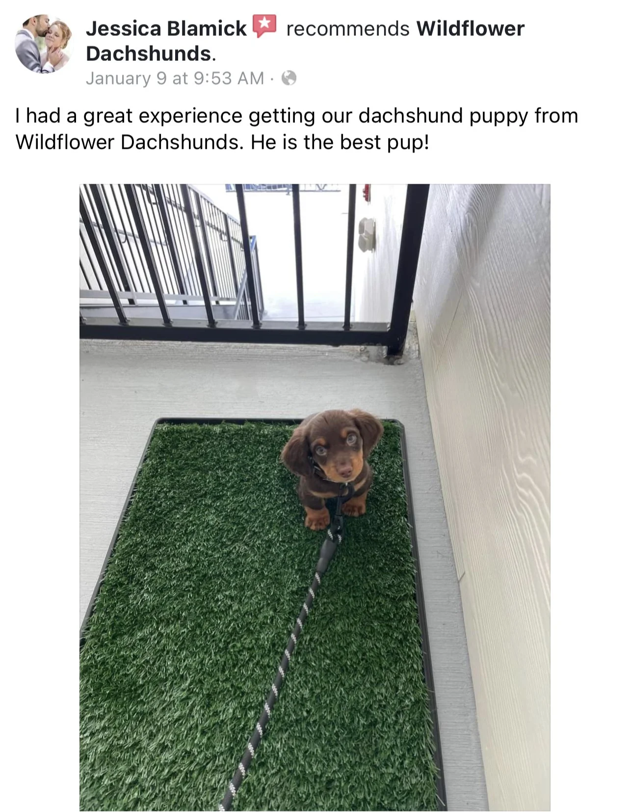 A cute brown dachshund puppy sitting on a green artificial grass mat on a balcony, looking up at the camera. The balcony has black metal railings and a white wall to the right.