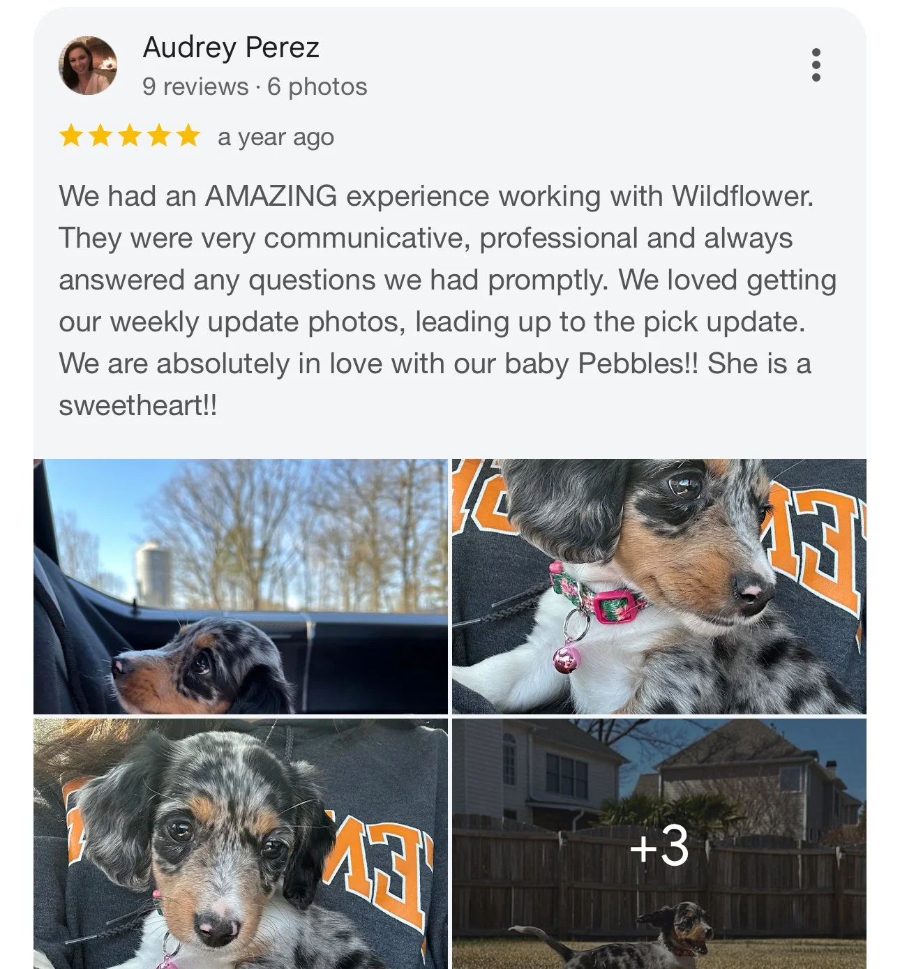 Four photos of a puppy named Pebbles, including one in a car and one in a person’s lap, with a backyard scene of the puppy playing and sitting in front of a house.