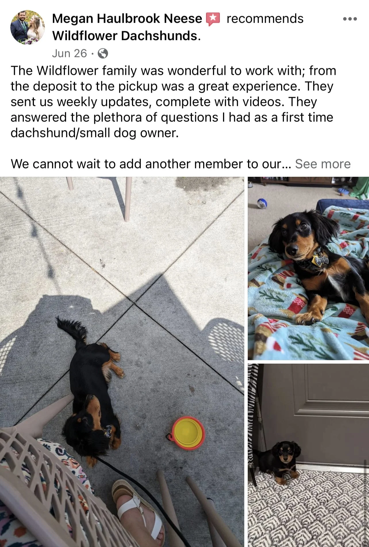 Three pictures of adorable dachshund puppies. The first showing puppy lying on concrete patio, the second of a puppy lying on a festive blanket, and the third of a puppy sitting on a patterned floor mat near a door.