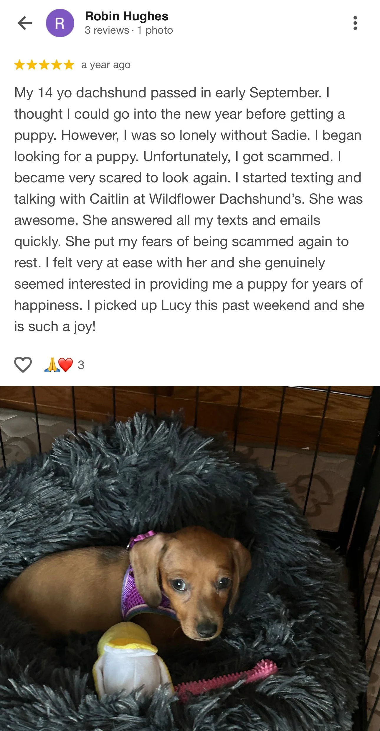 A small brown dachshund puppy lying on a fluffy black dog bed inside a wire crate. The puppy has a purple harness and is next to a yellow and white toy.