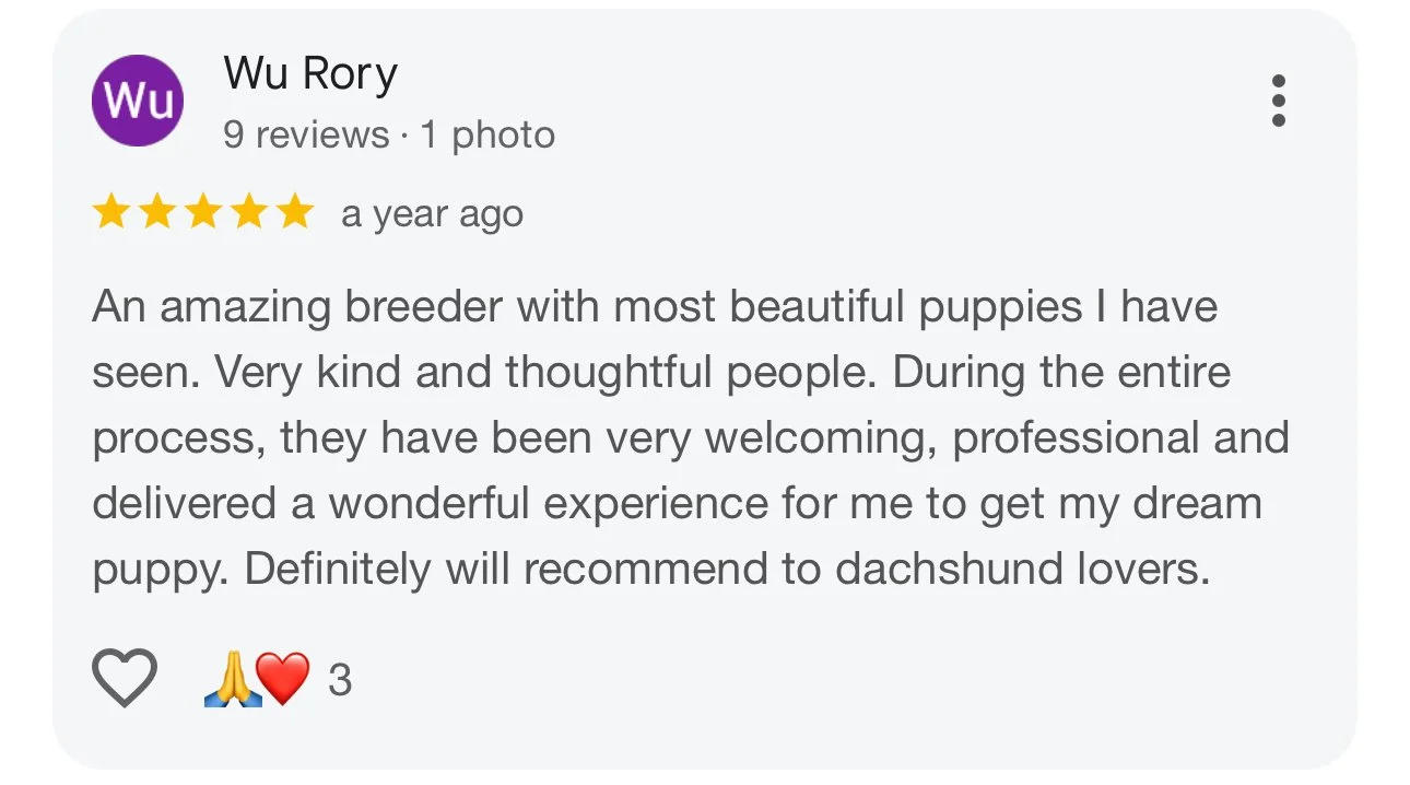 Screenshot of a Google review for a breeder. The review has five stars and describes the breeder as kind and professional, having beautiful puppies, and delivering a positive experience. The reviewer recommends the breeder to dachshund lovers.