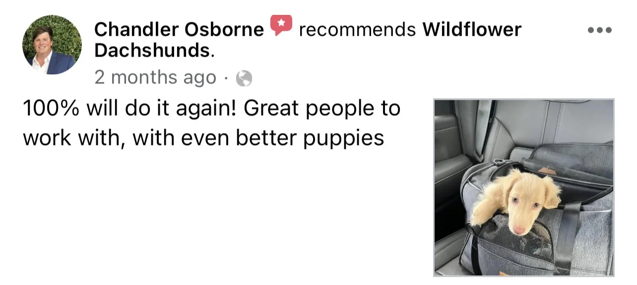 A golden retriever puppy lying inside a black pet carrier on a car seat.