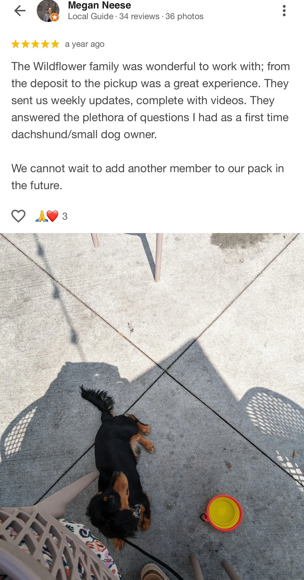A small Dachshund lying on a concrete patio next to a red and yellow water bowl, viewed from above.