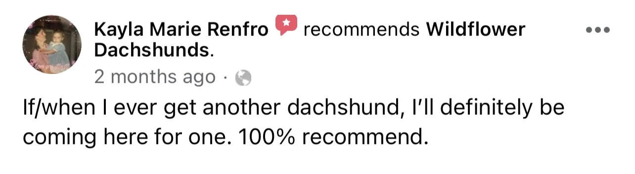 A social media recommendation post praising Wildflower Dachshunds, with a profile picture of two children.