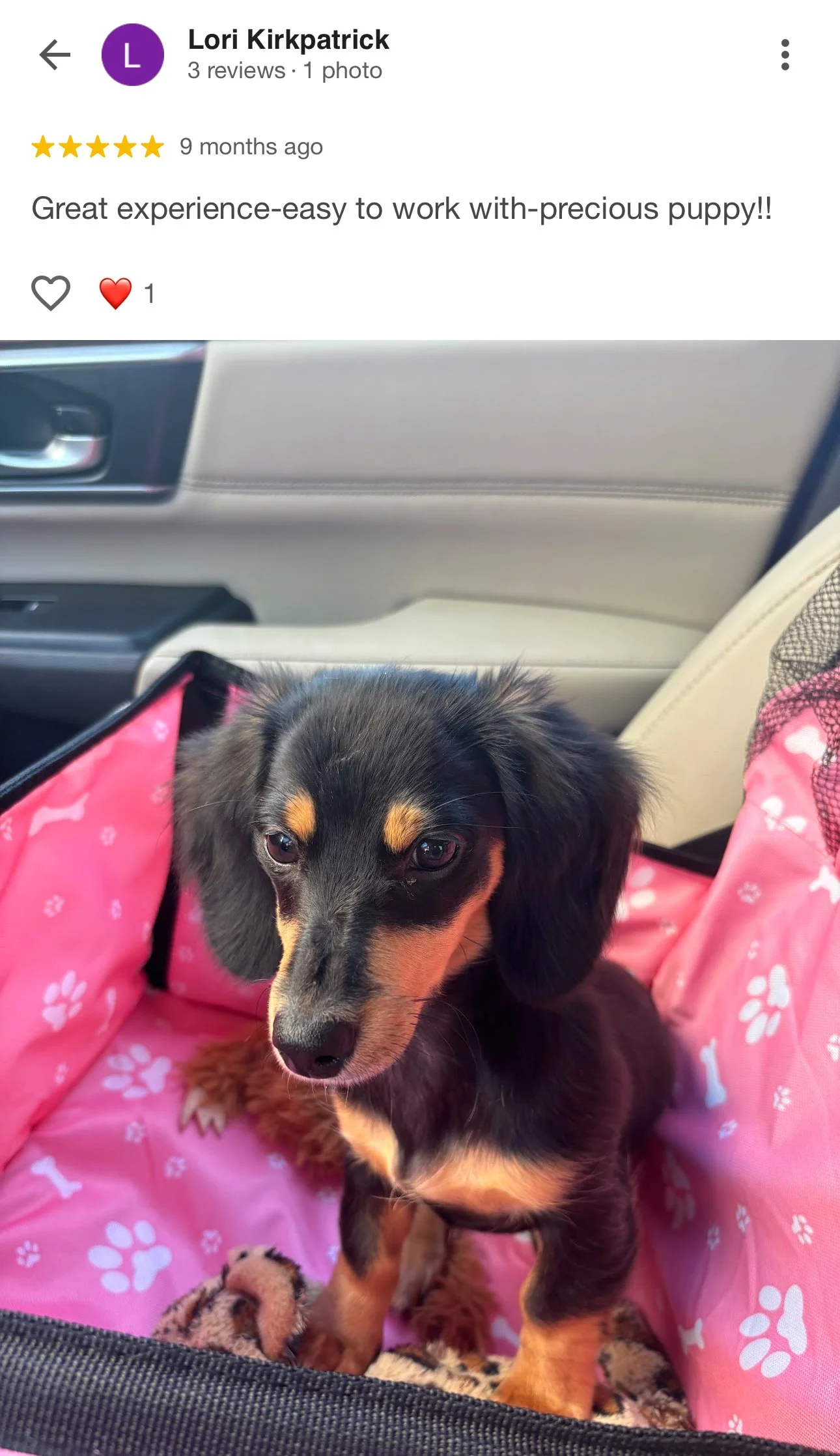 A cute black and tan puppy sitting on a pink paw print bed inside a car.
