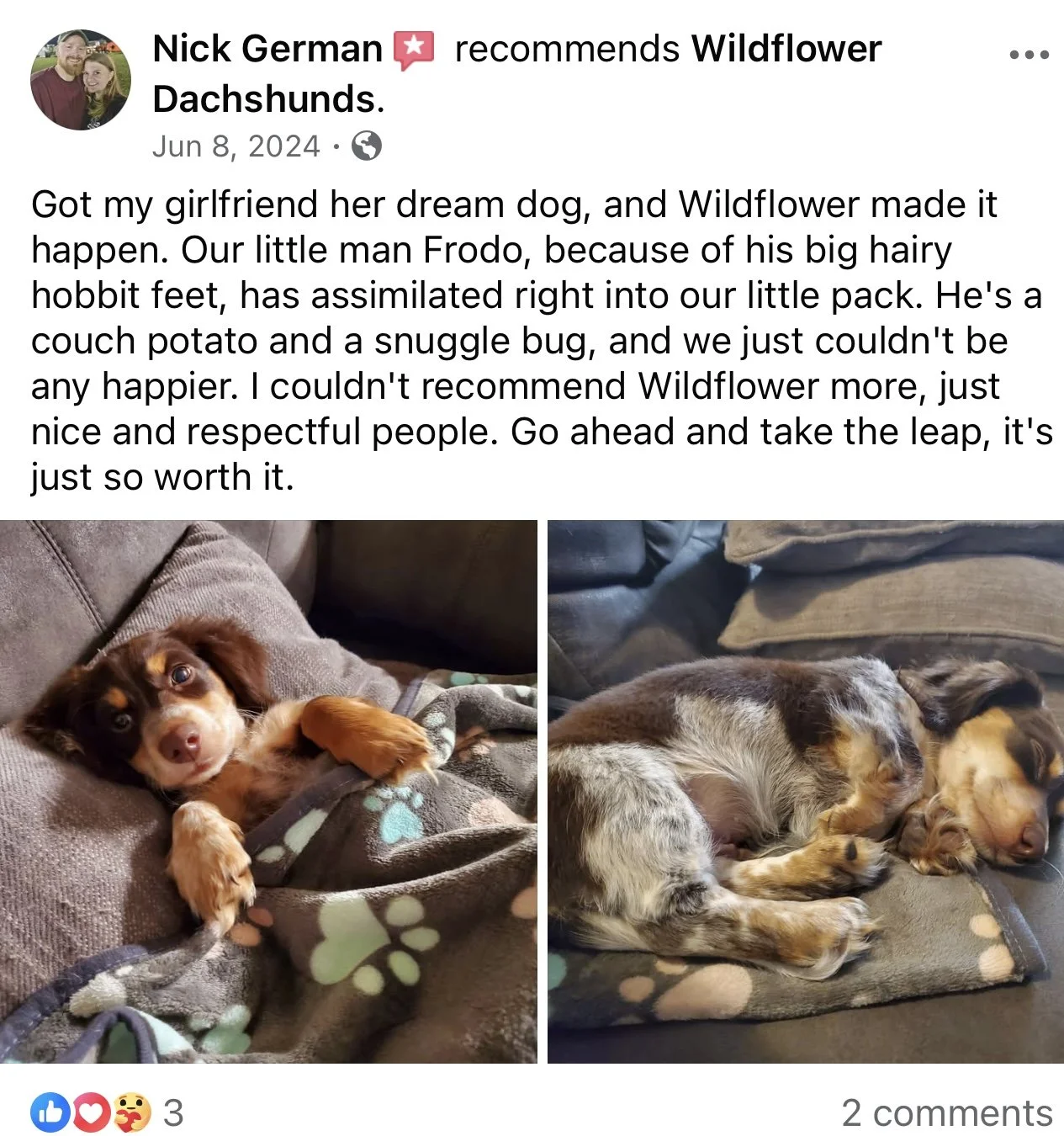 Two pictures of a small, fluffy young dachshund puppy sleeping on a blanket and couch.