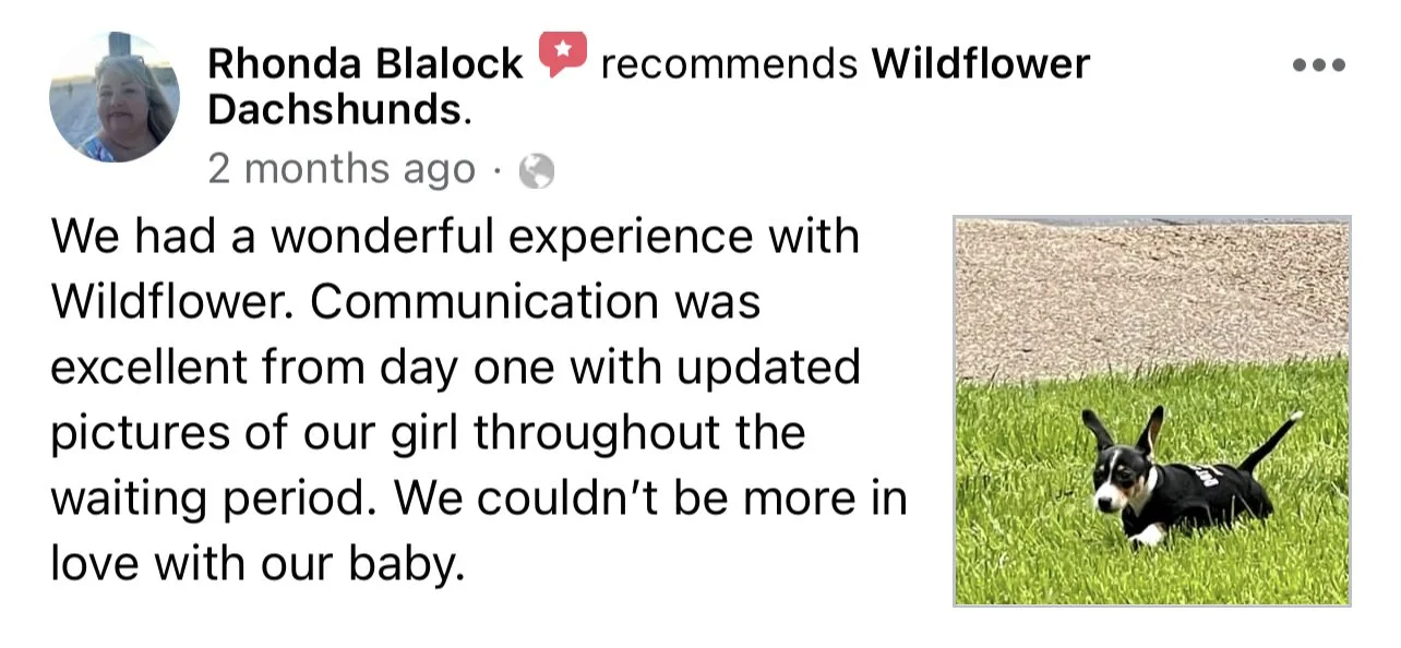 Small black and white Dachshund puppy lying on green grass outside