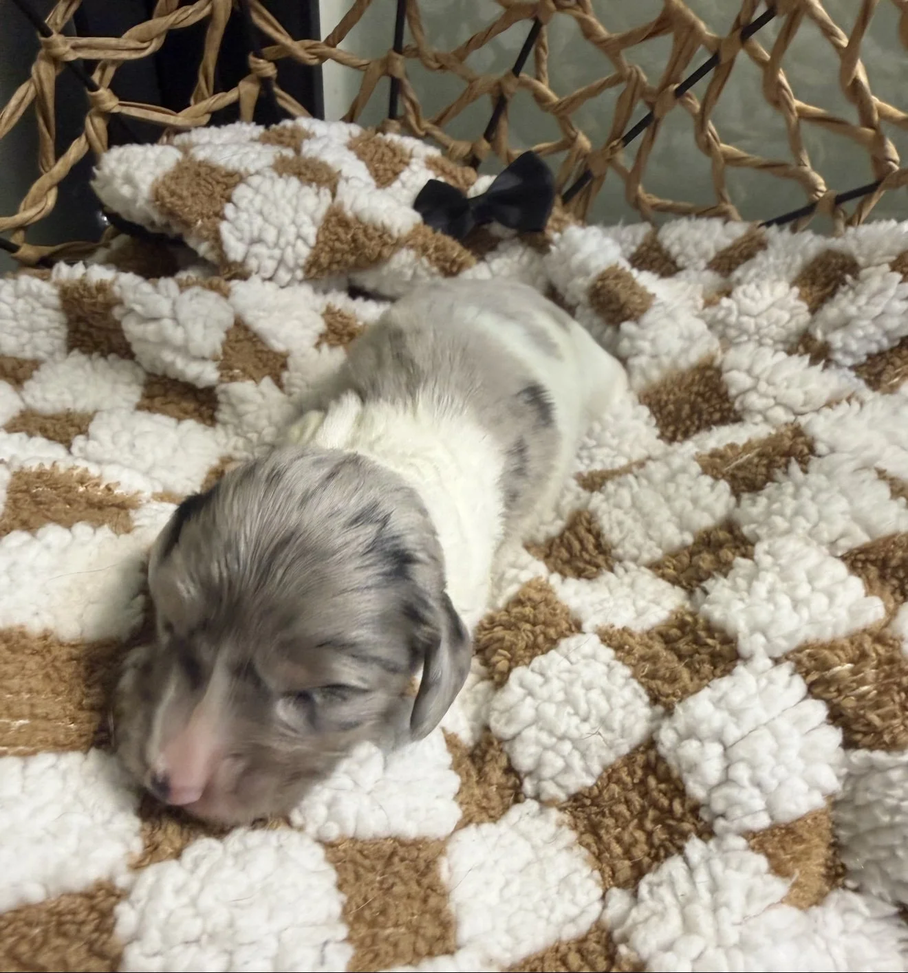 Longhair black and cream dapple piebald miniature dachshund puppy, bred by Wildflower Dachshunds in Water Valley, Mississippi
