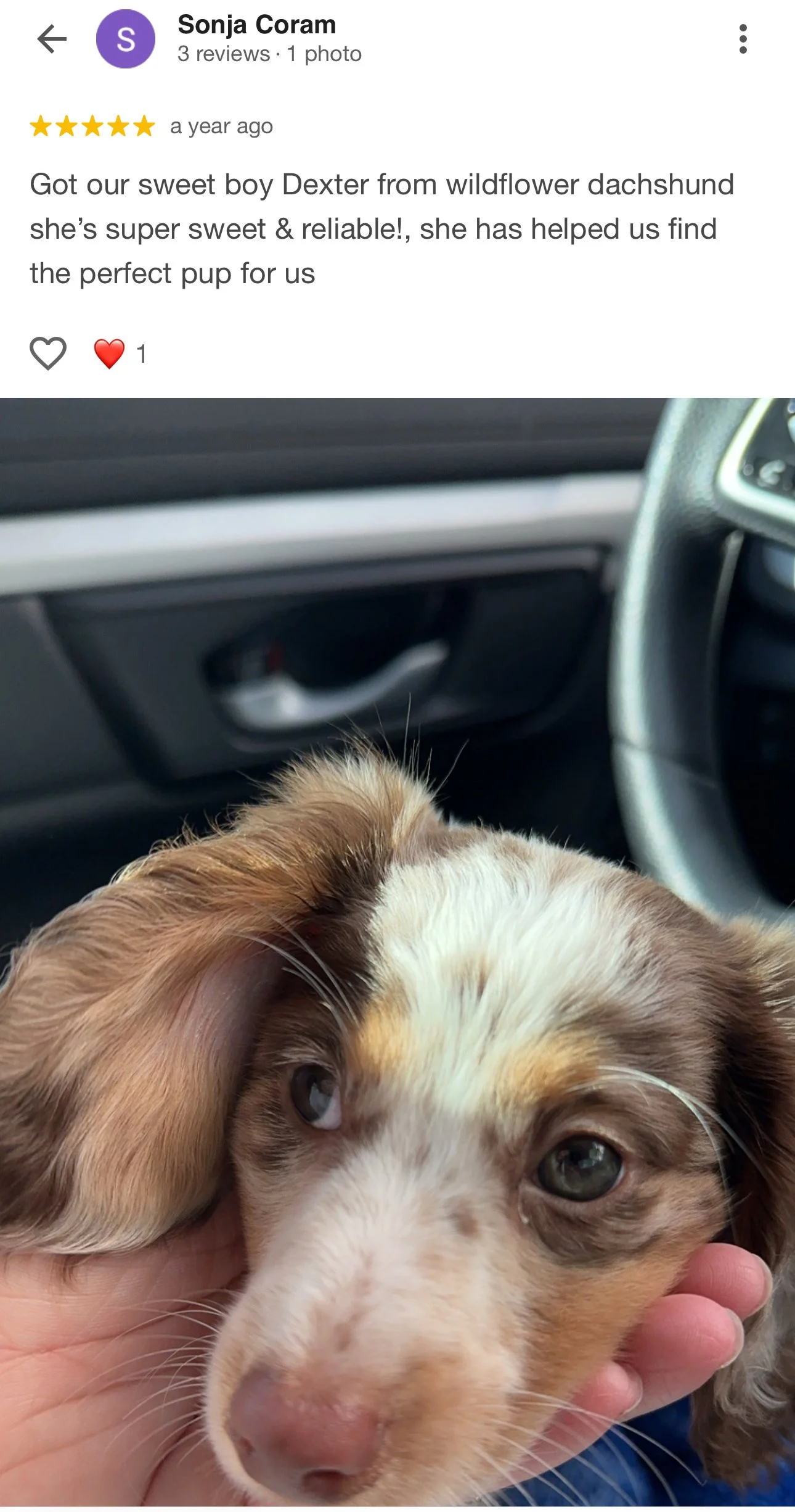 Close-up of a cute puppy with brown and white fur, lying on a person's hand inside a car.
