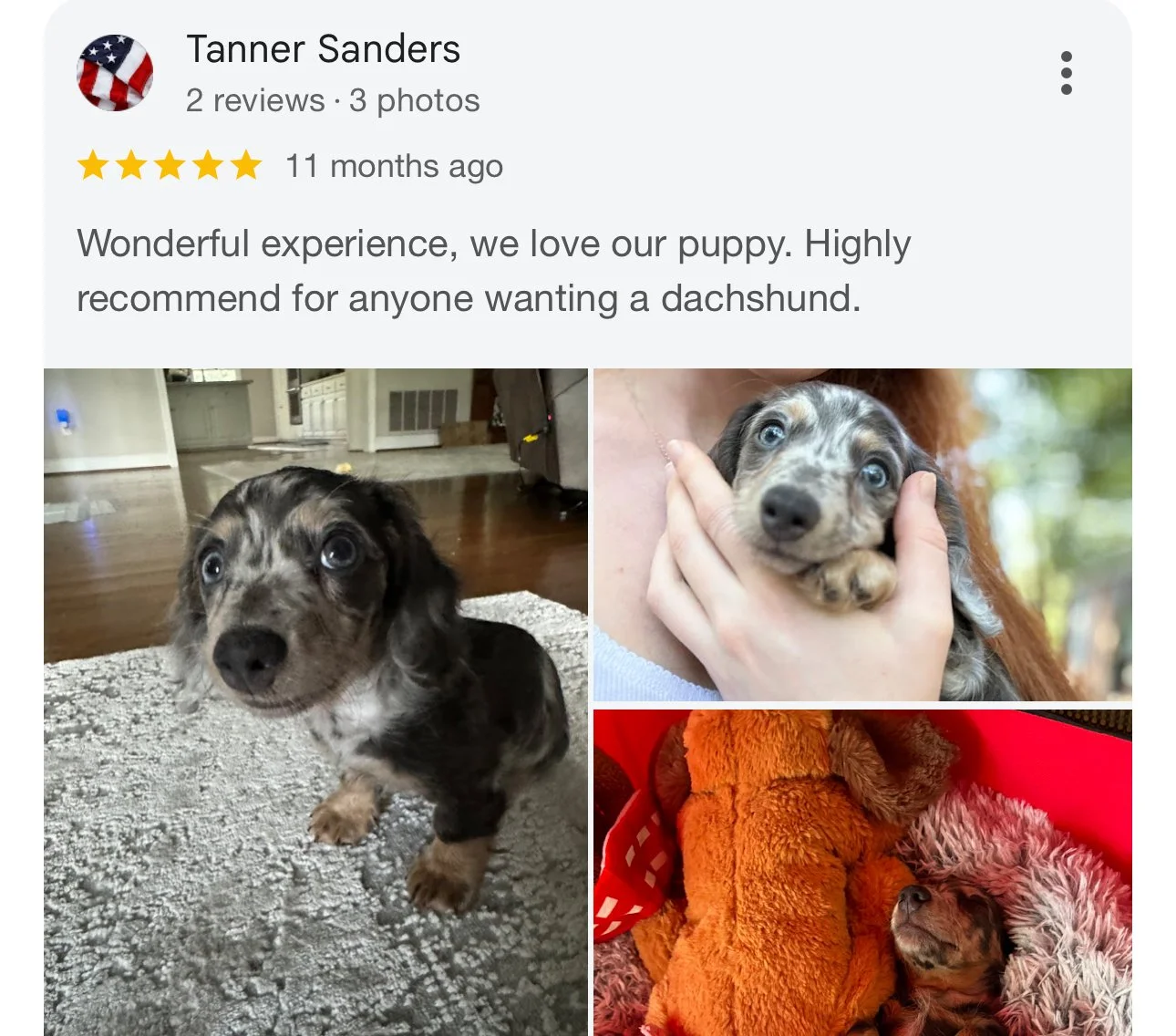 A collage of three photos of a dachshund puppy, with a review praising the experience of owning the puppy.