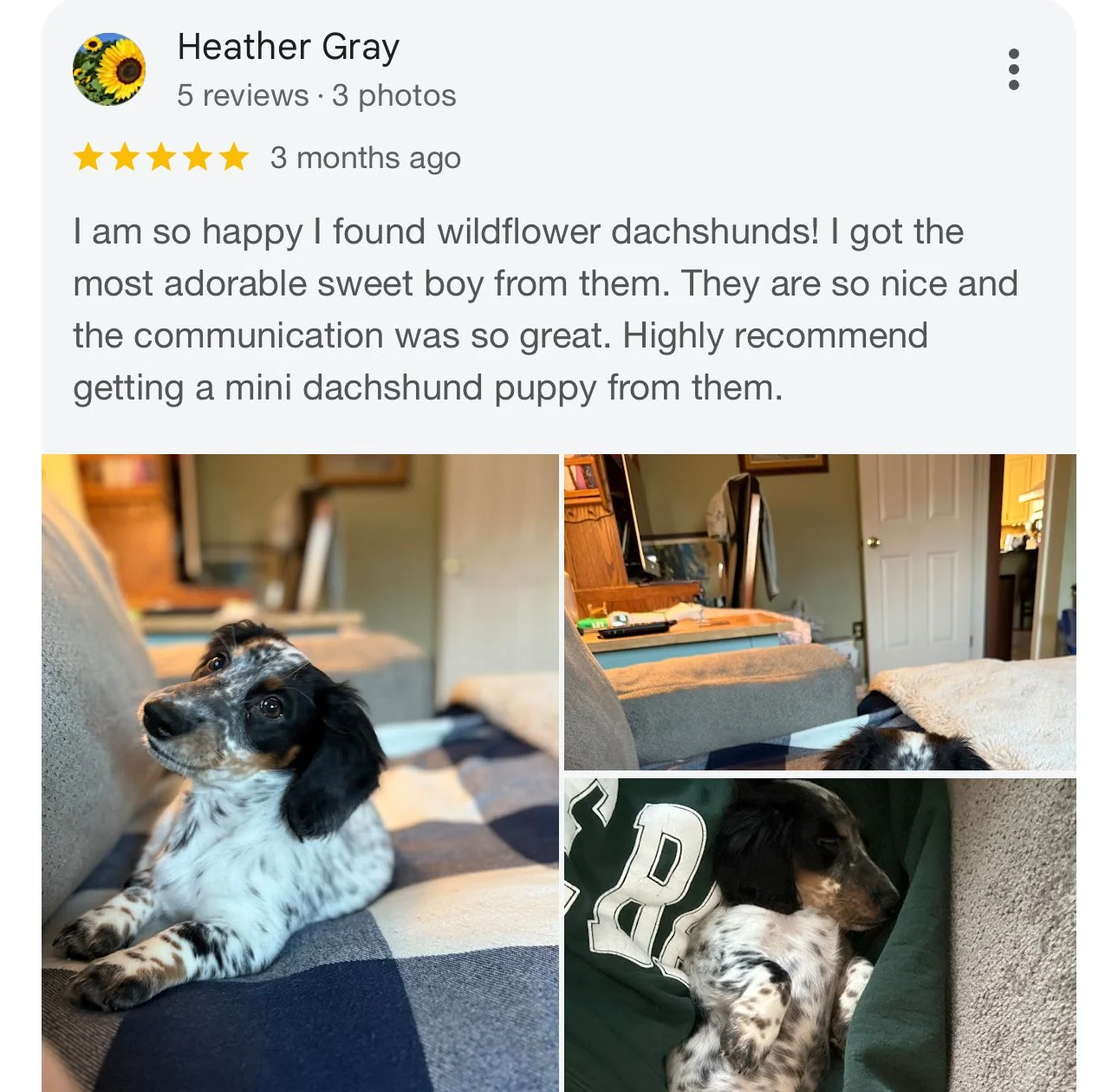 Three photos of a black and white dachshund puppy resting on a couch and chair in a living room.