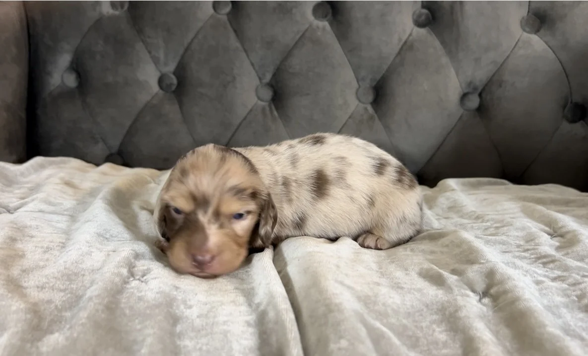 A small, adorable puppy with a merle coat pattern lying on a bed with a tufted gray headboard.