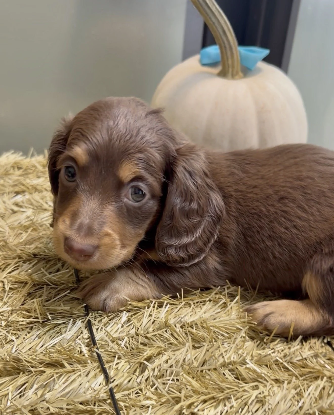 Longhair chocolate and tan miniature dachshund puppy, bred by Wildflower Dachshunds in Water Valley, Mississippi