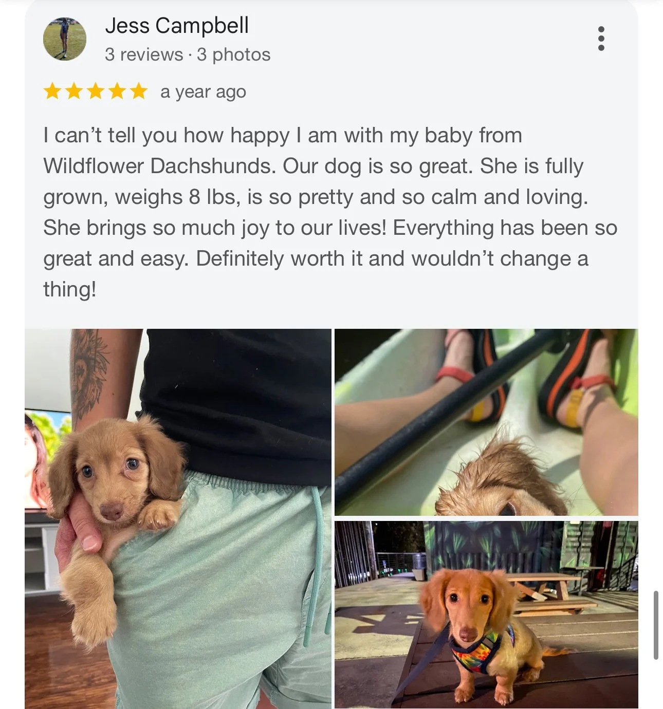Three photos of a small, golden-brown dachshund puppy: being held by a person, lying on a lounge chair, and sitting outdoors on a wooden deck wearing a colorful harness.