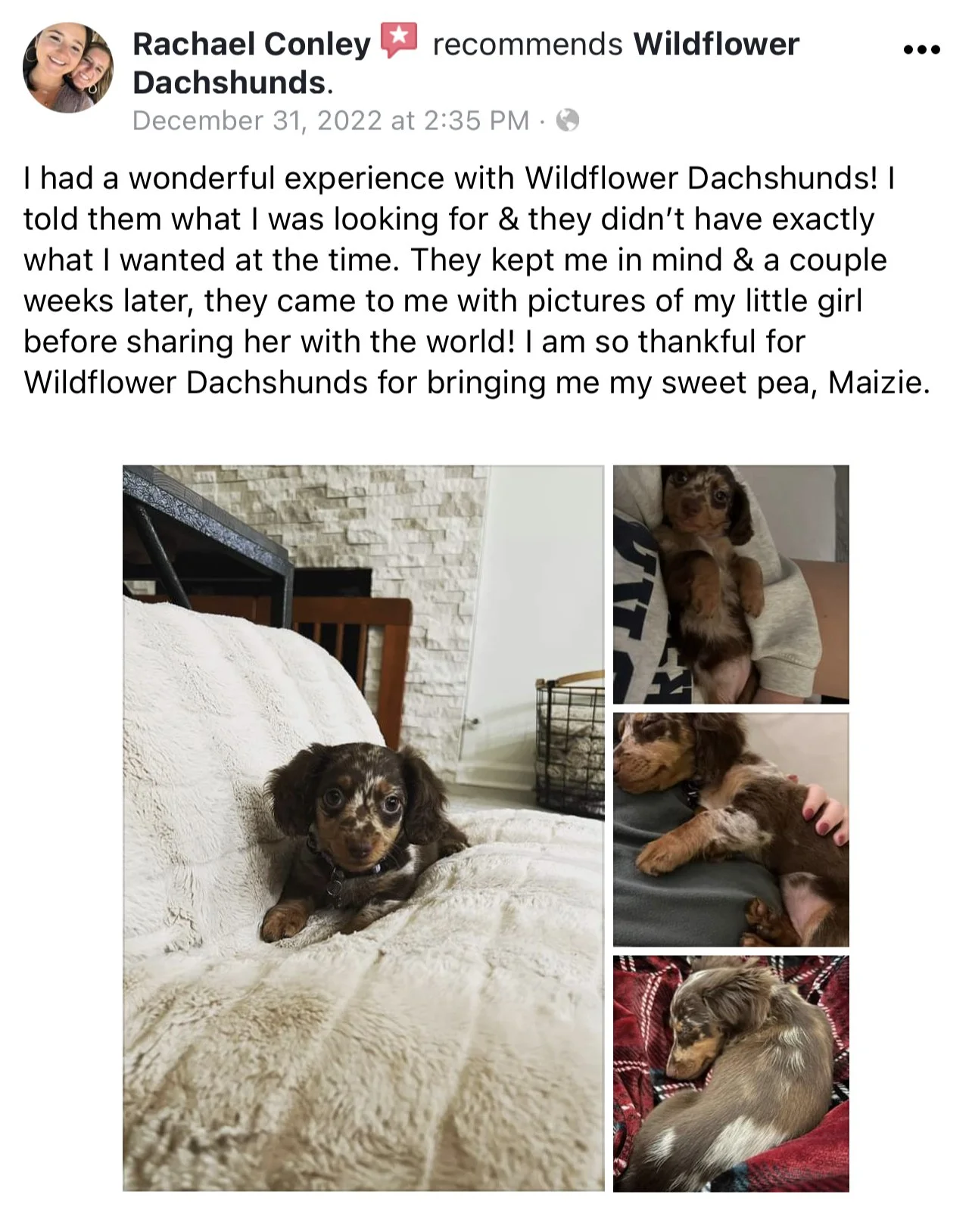 A collage of four photos of a brown and tan dachshund puppy with a merle coat pattern. The first photo shows the puppy lying on a cream-colored blanket on a bed. The second photo shows the puppy being held by a person wearing a dark t-shirt. The thir