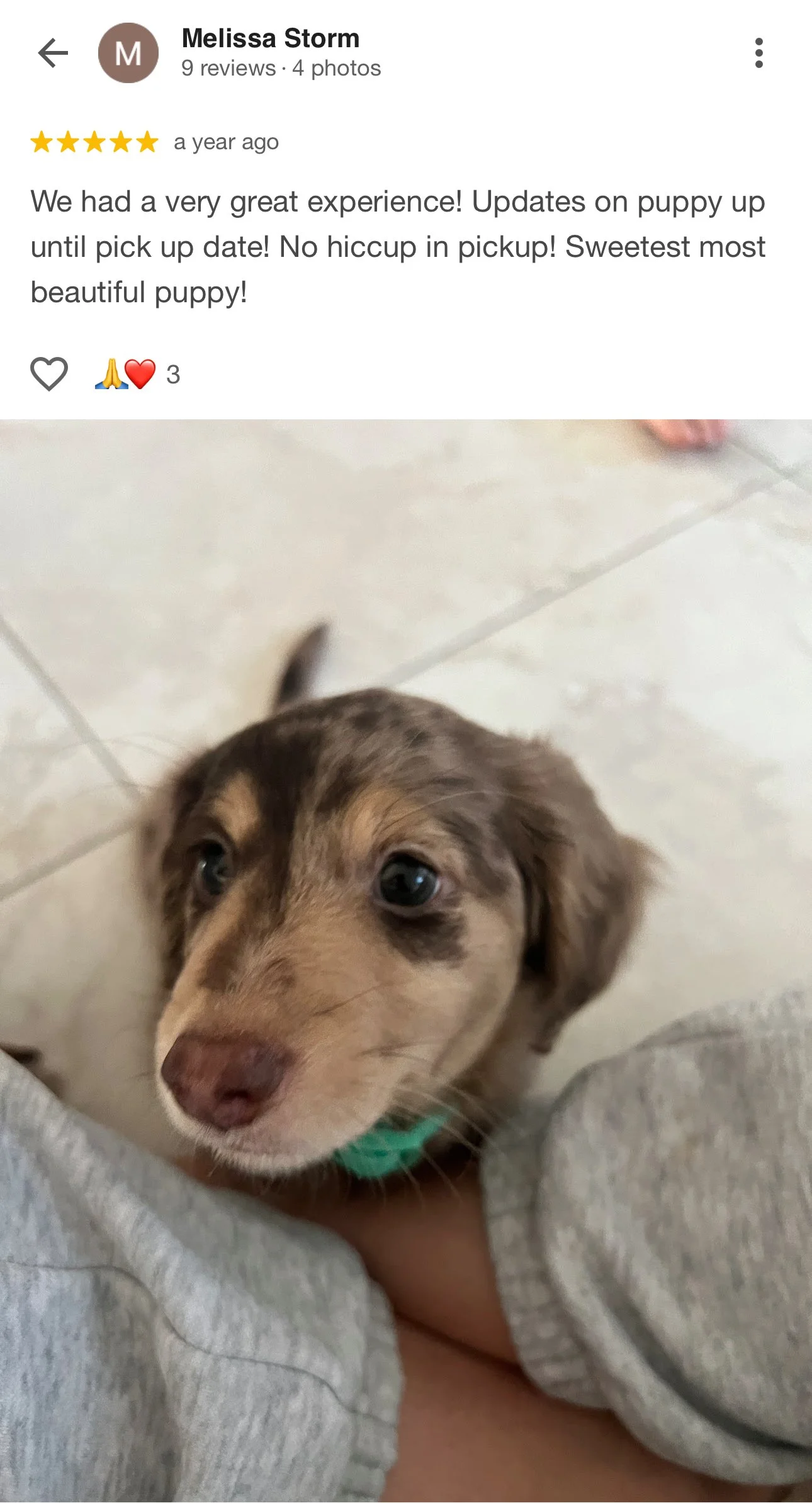 Close-up of a cute brown and tan puppy with blue eyes looking up, with a person's grey pants and leg visible in the foreground.