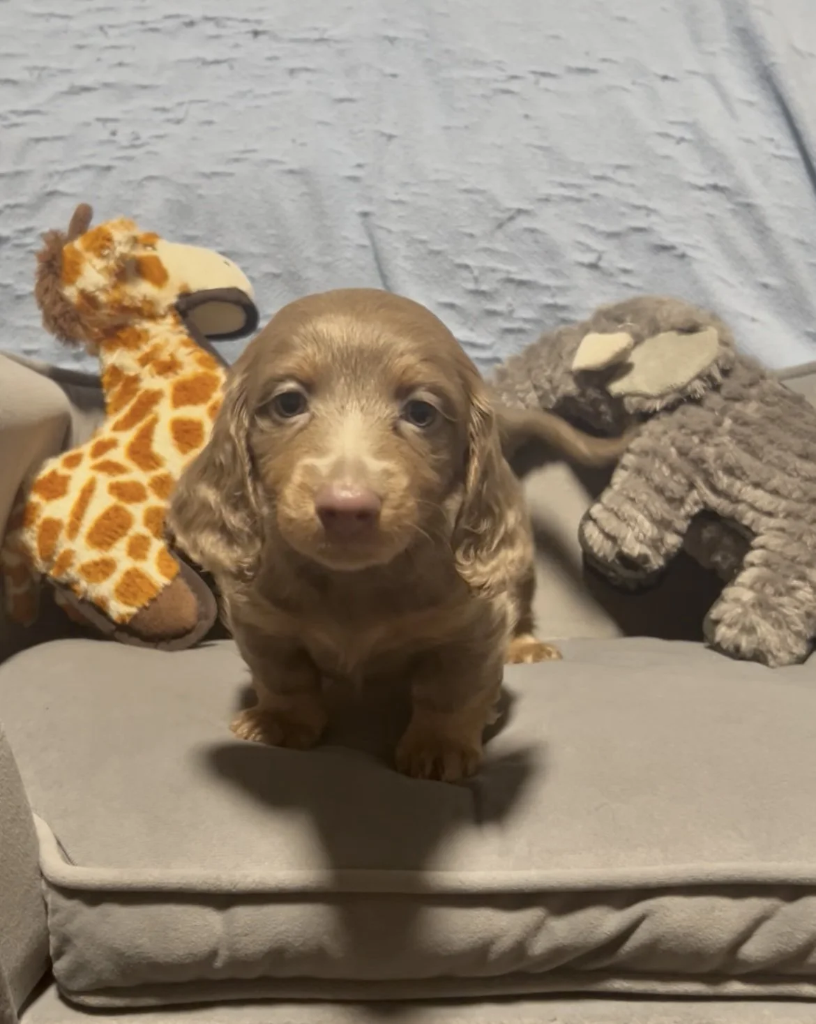 Longhair isabella and tan male miniature dachshund puppy