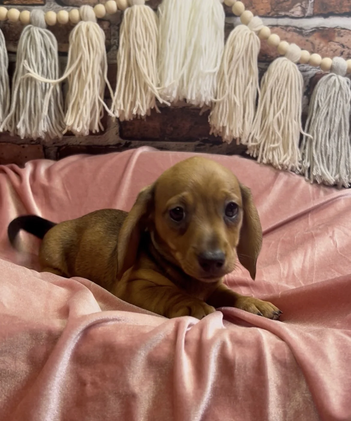 Shorthair red female miniature dachshund puppy