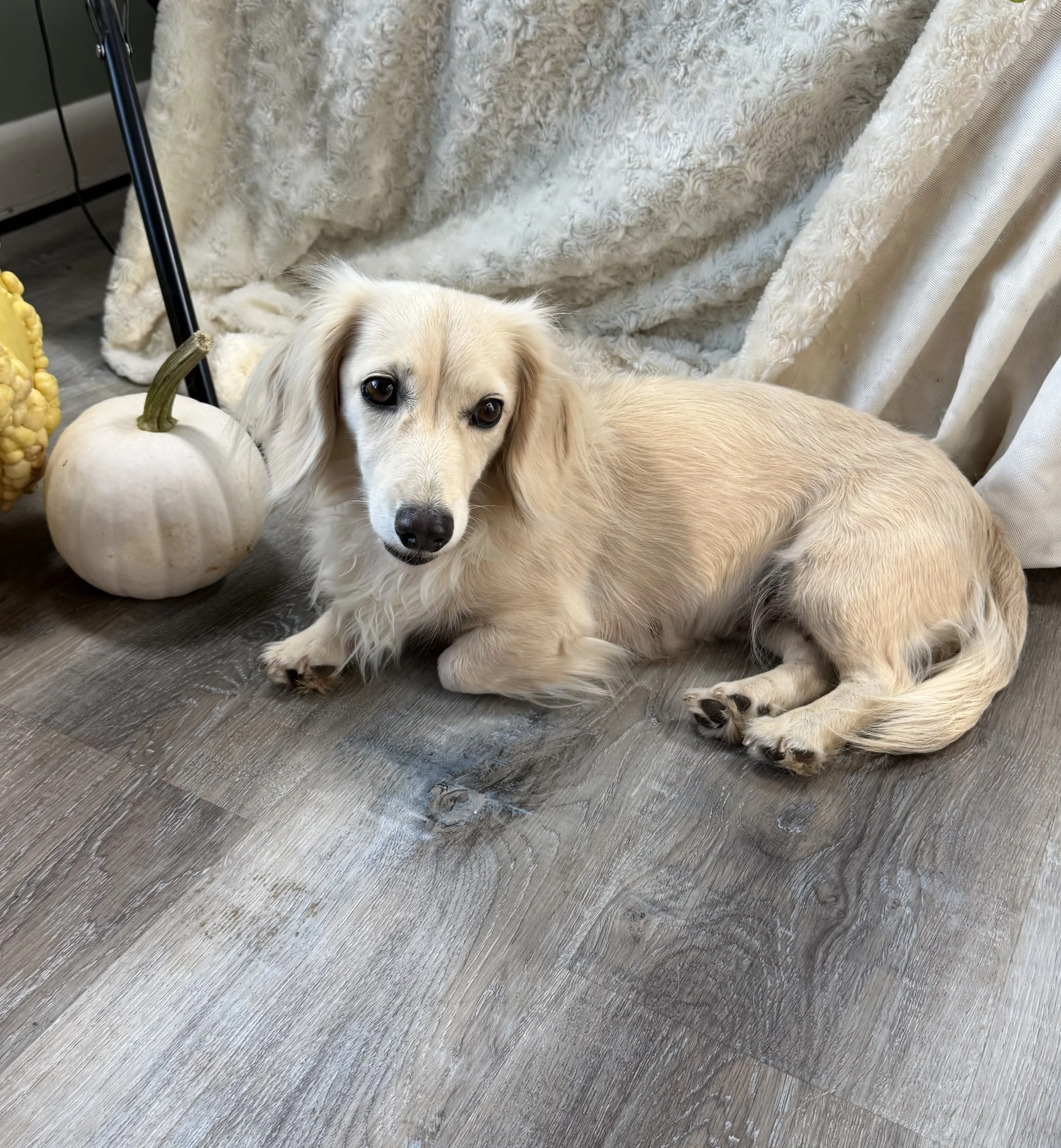 Longhair cream miniature dachshund dog, bred by Wildflower Dachshunds in Water Valley, Mississippi