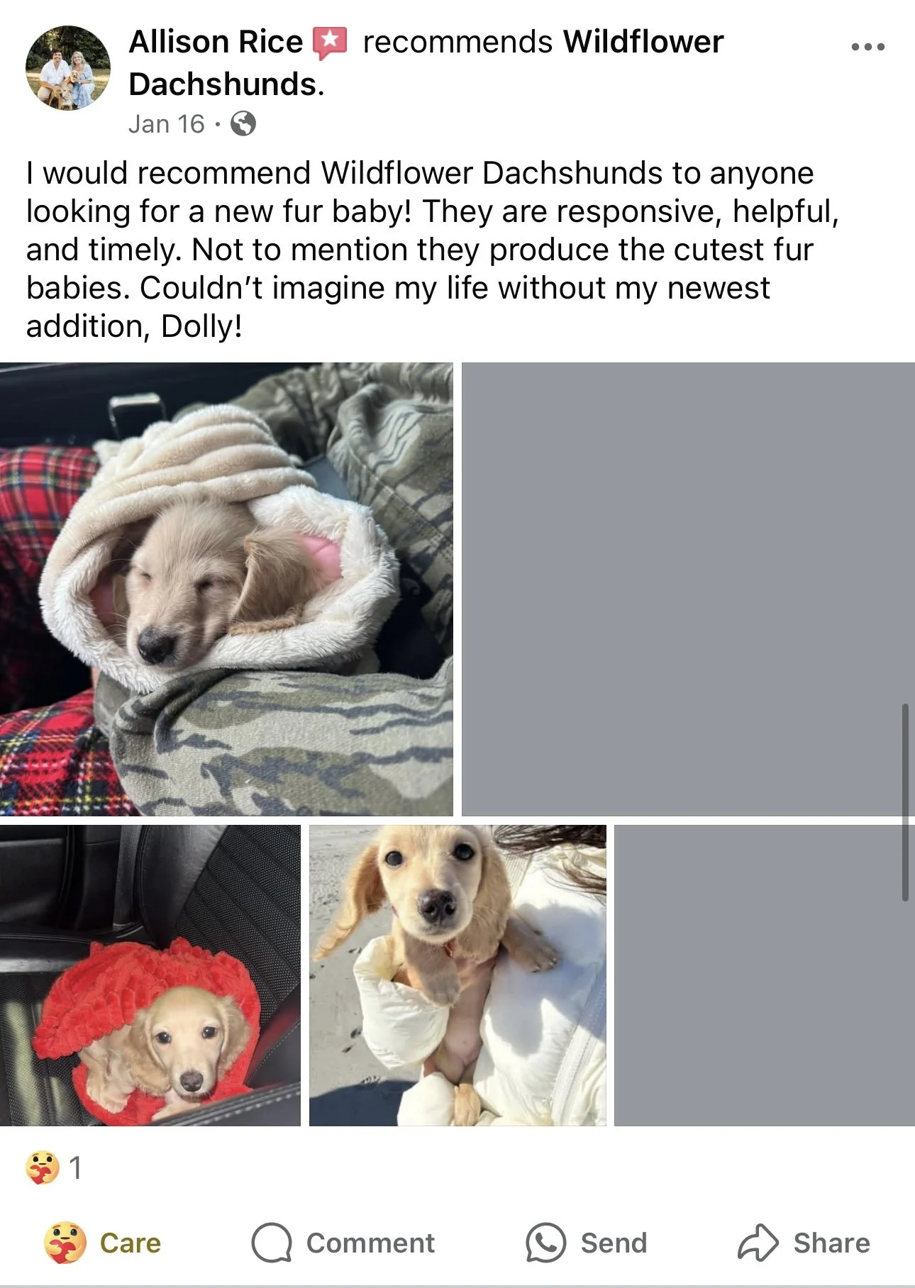Three photos of adorable golden retriever puppies, one sleeping wrapped in a blanket, one sitting in a car wearing a red hood, and one sitting on white snow, looking up at the camera.