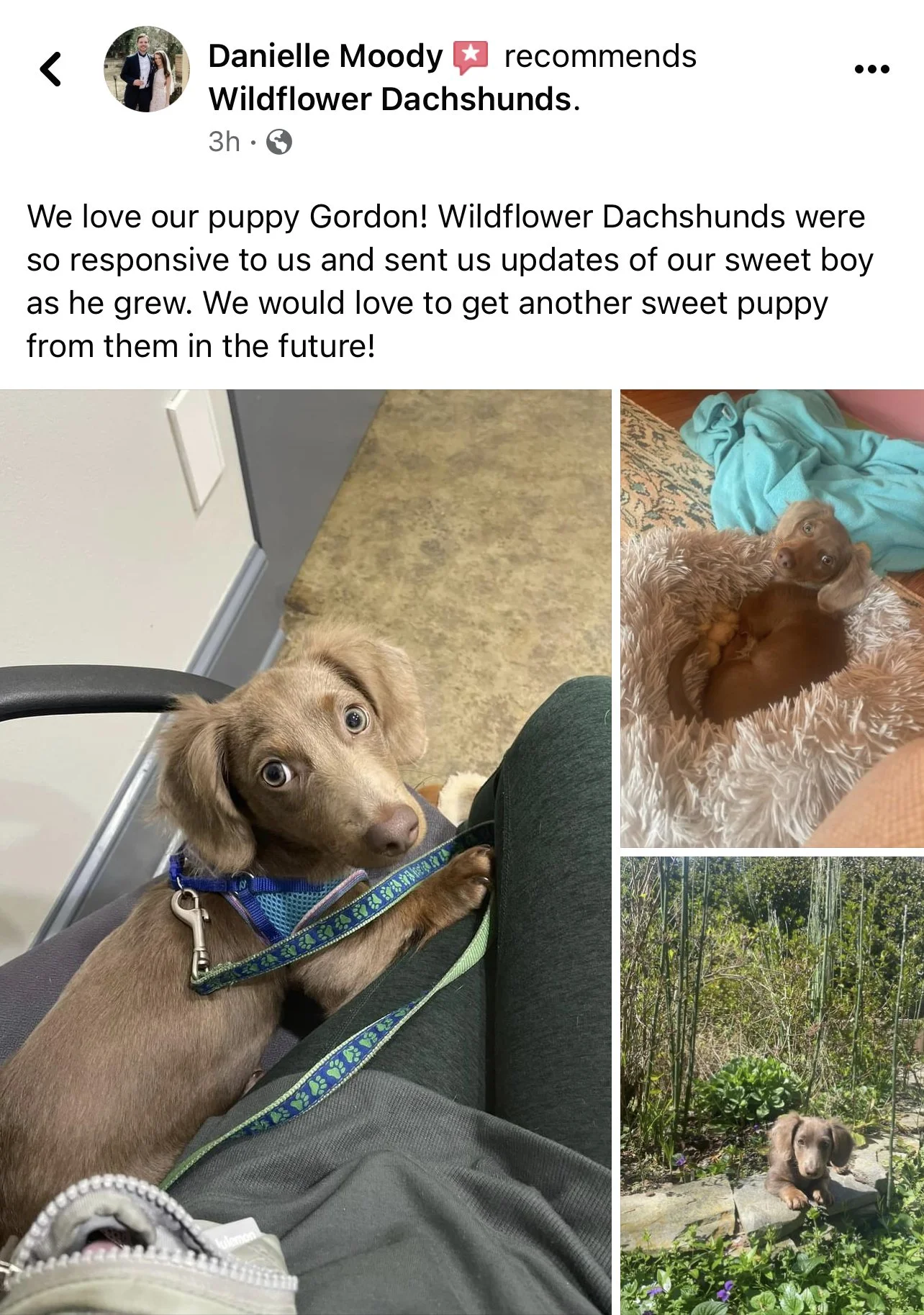 Collage of three photos of a puppy named Gordon. The first photo shows Gordon sitting on a person's lap at a veterinary clinic, looking up with big eyes. The second photo shows Gordon lying on a fluffy bed, curled up with a turquoise blanket nearby. 