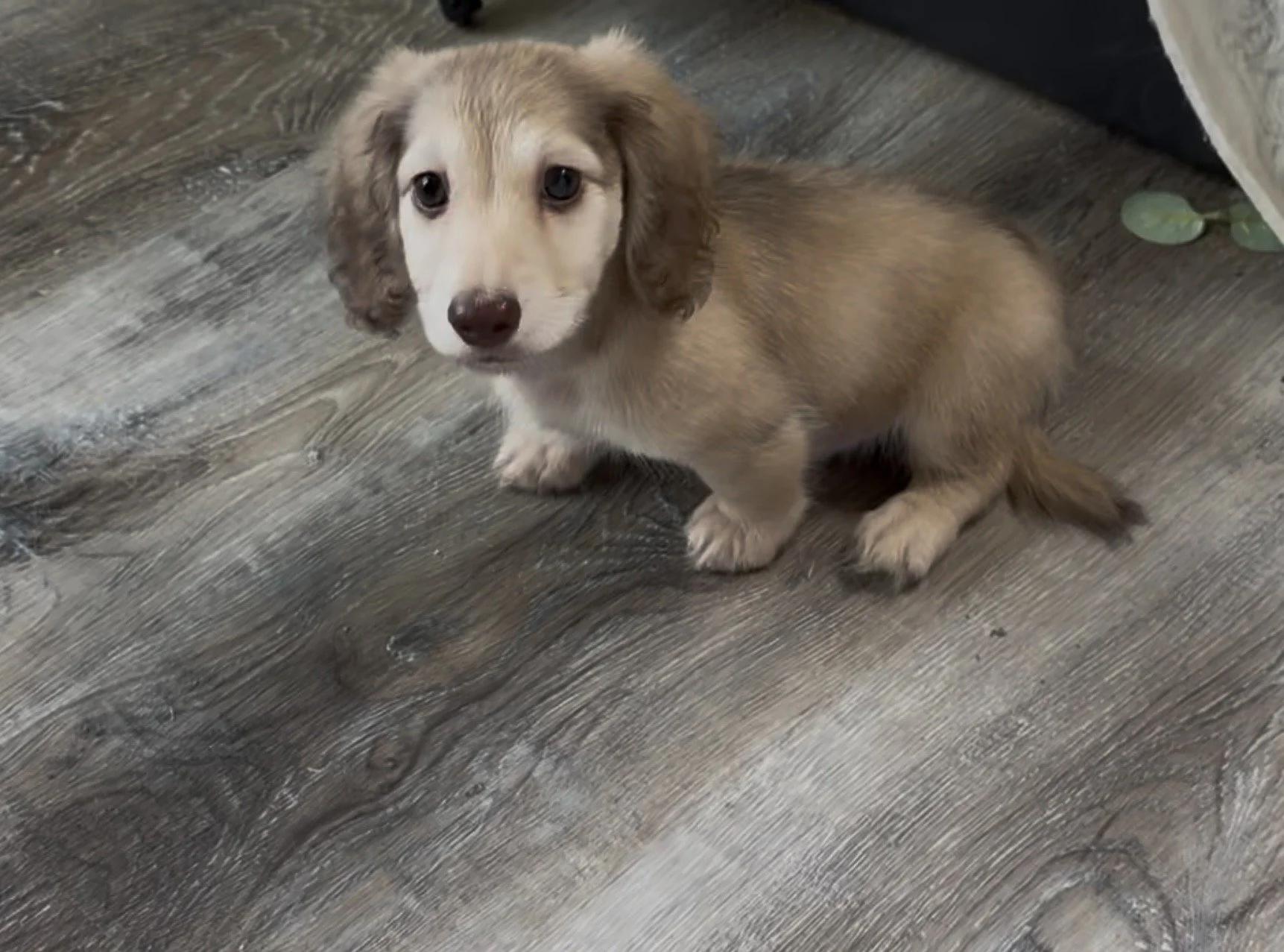 Longhair shaded cream male miniature dachshund puppy