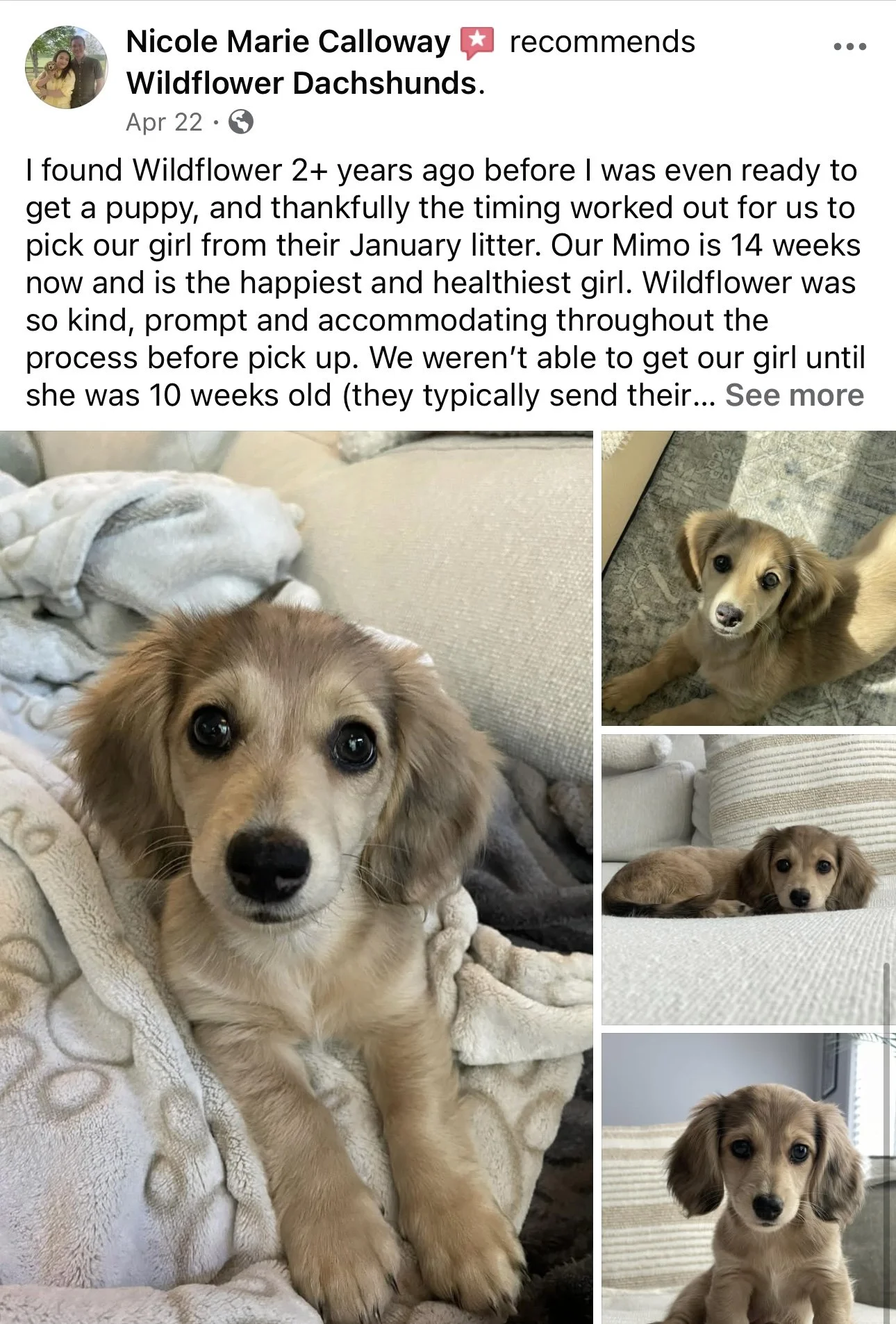 Collage of four photos of a tan and white puppy with long ears. The puppy has large dark eyes and is seen lying, sitting, and looking up on various couches and rugs.