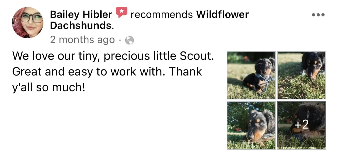 Four photos of a small black and tan dachshund puppy outside on green grass in sunny weather.