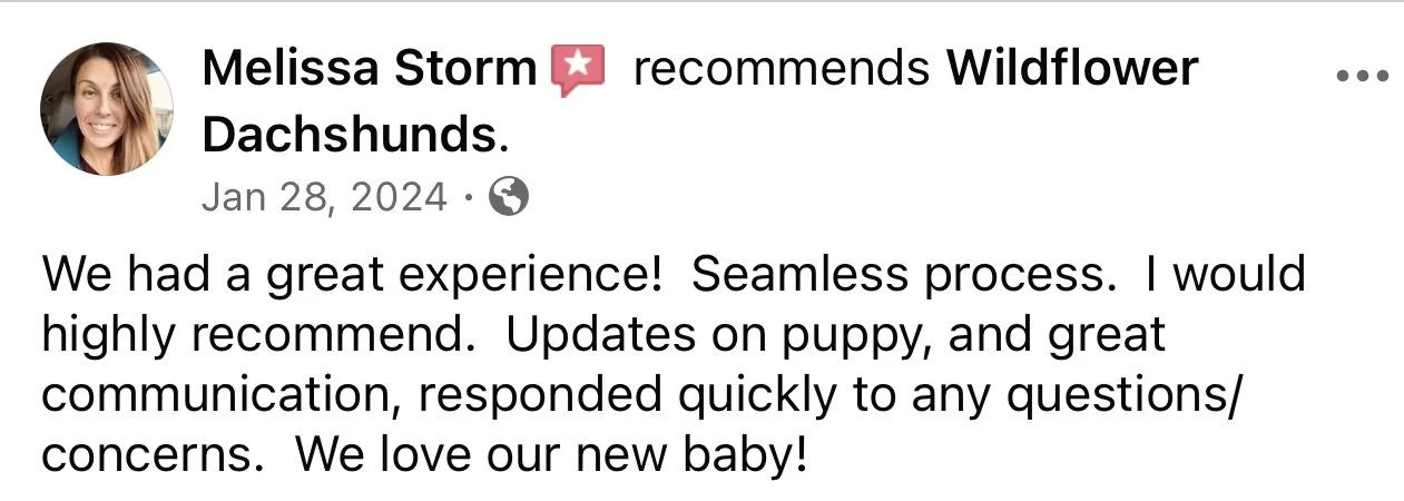 Facebook review from Melissa Storm recommending Wildflower Dachshunds, dated January 28, 2024, praising the process, communication, and expressing love for her new puppy.