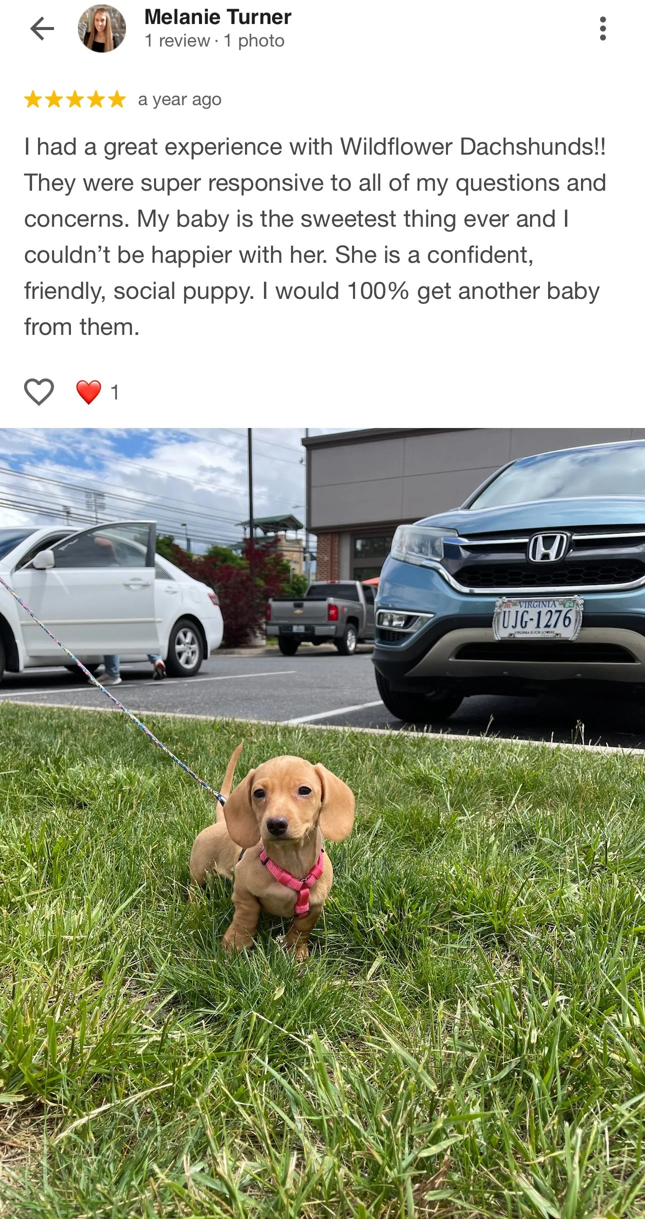 A small tan Dachshund puppy with floppy ears and a pink harness sitting on grass in a parking lot, with cars and a building in the background.