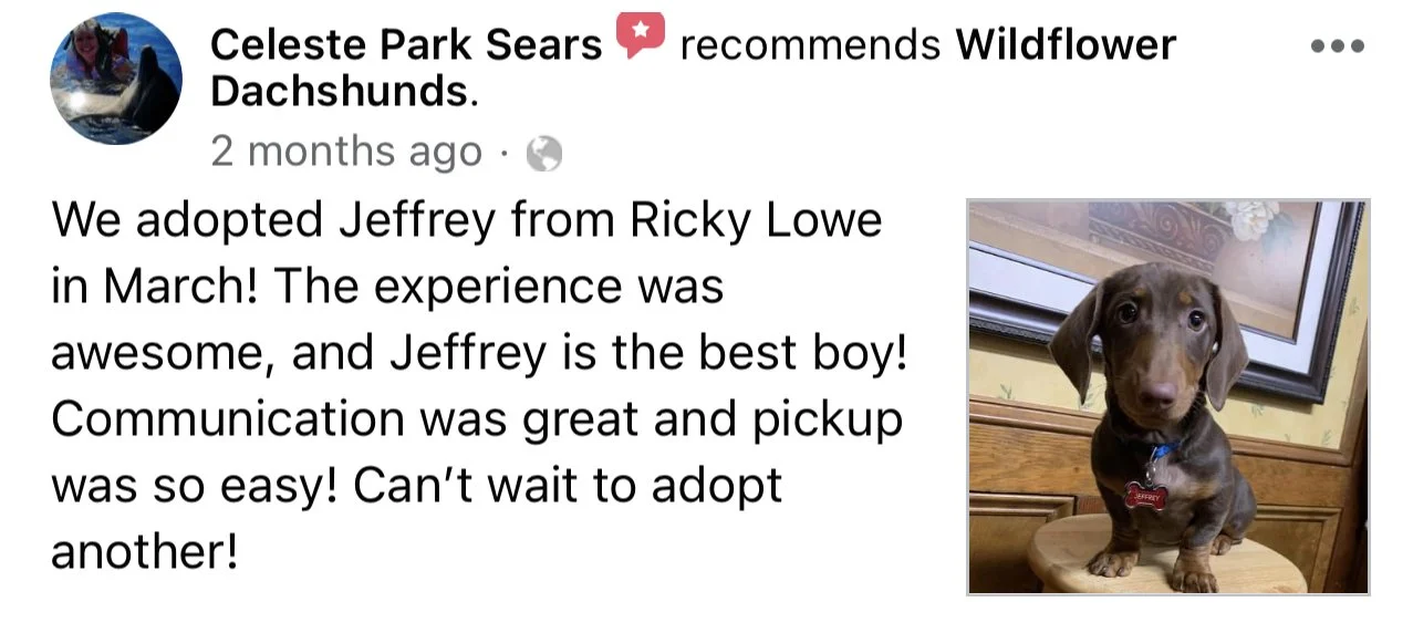 Adoption post with photo of a brown Dachshund puppy with long ears and a red collar sitting on a wooden stool next to a window.